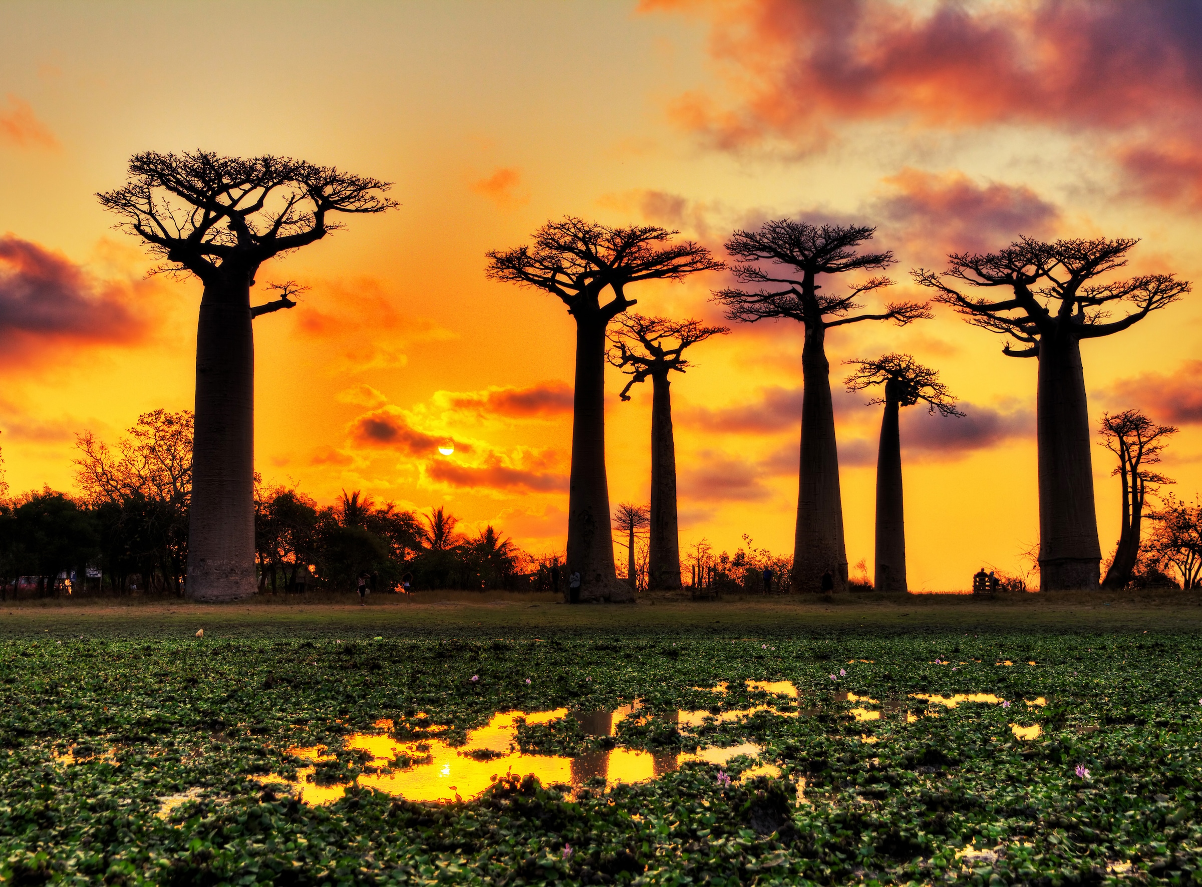 Papermoon Fototapete »Baobabs Trees African Sunset«