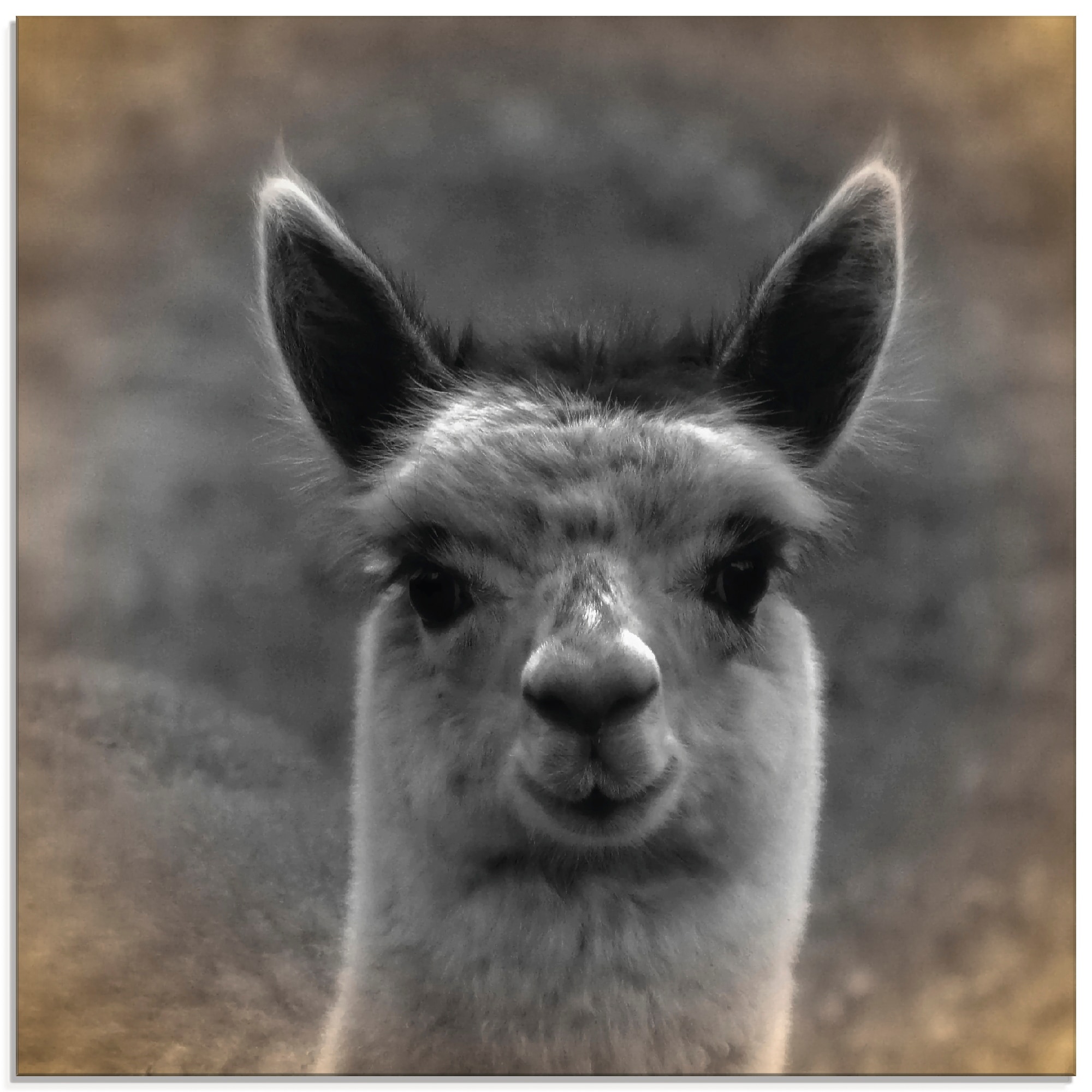 Artland Glasbild »Alpaka Blick«, Wildtiere, (1 St.), in verschiedenen  Größen kaufen online bei OTTO