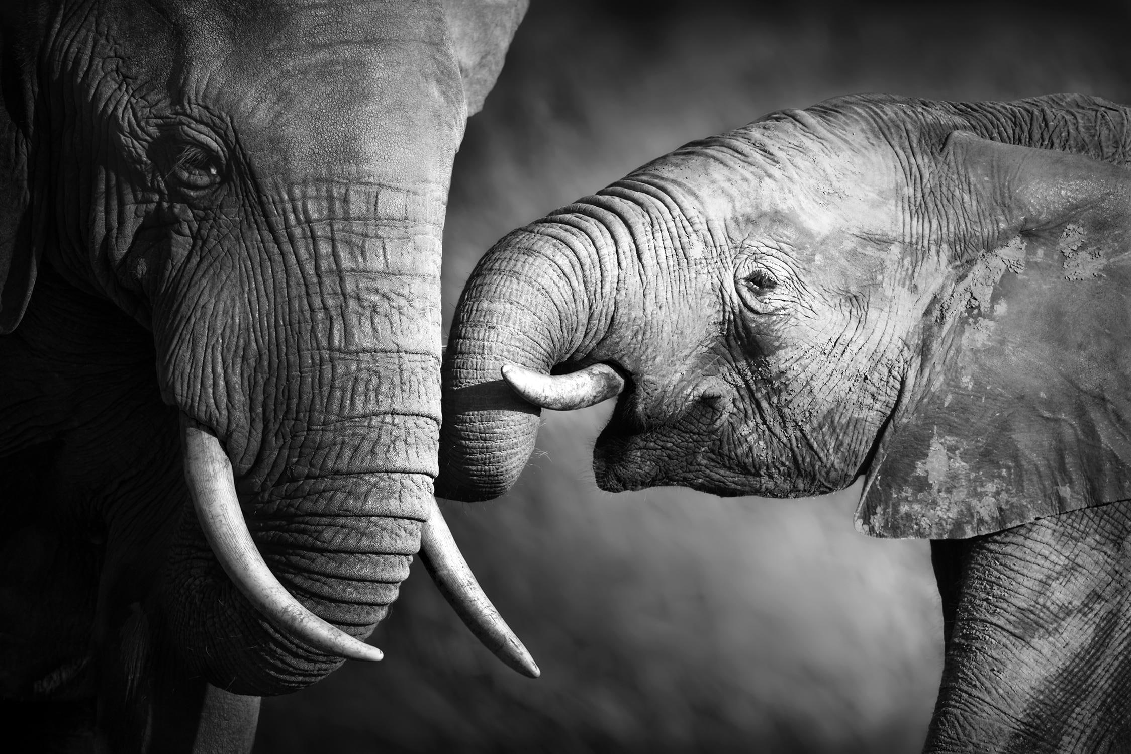 queence Leinwandbild »Elefant«, Elefant-Schwarz-Weiß-Elefanten-Gruppen & Familien-Elefanten Bilder, Premium-Leinwandstoff, Handarbeit aus Deutschland, 60x40cm