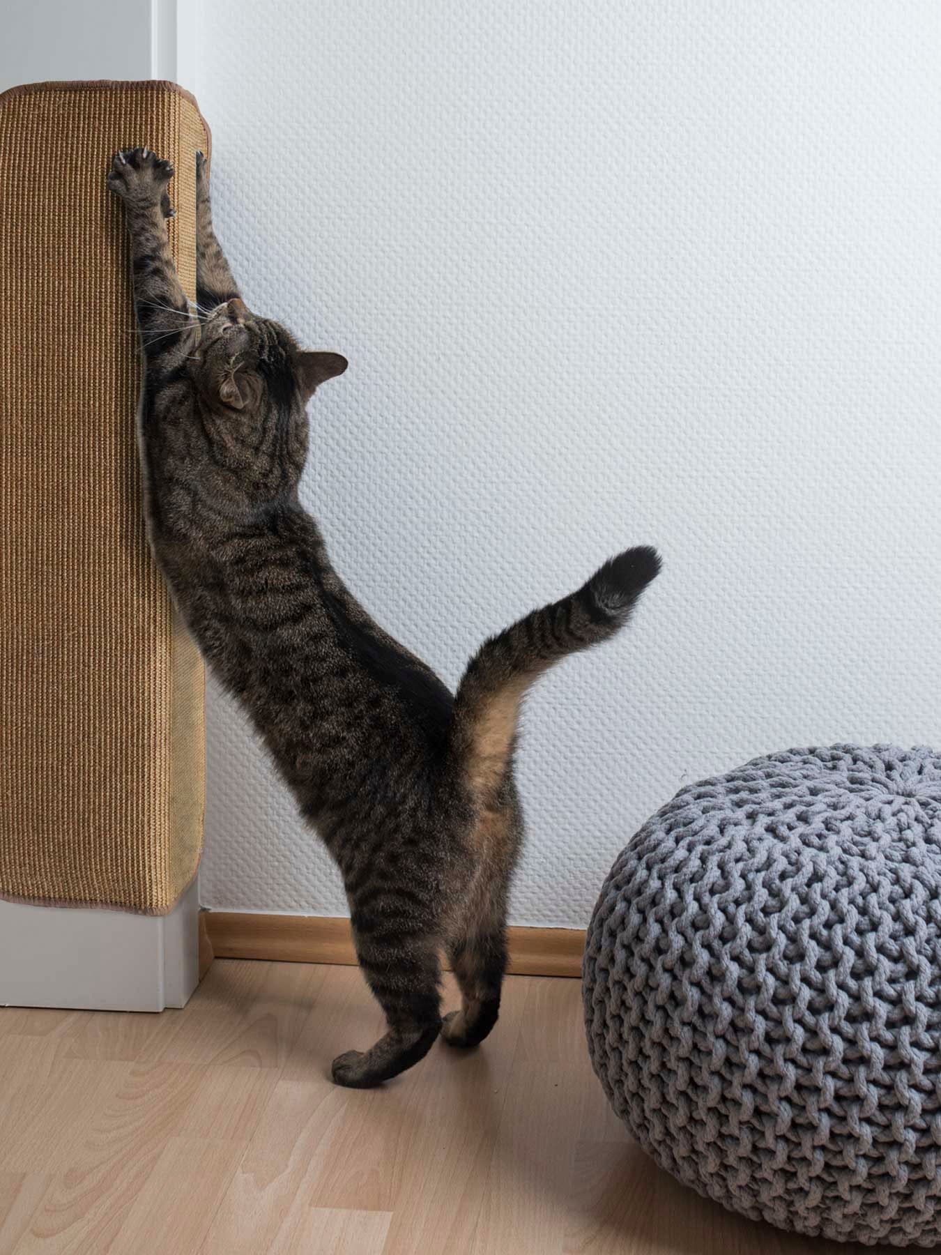 Primaflor-Ideen In Textil Kratzbrett »Katzen-Kratzmatte SISALLUX in braun, Größe B/H/L: 50 cm x 0,6 cm x 100 cm