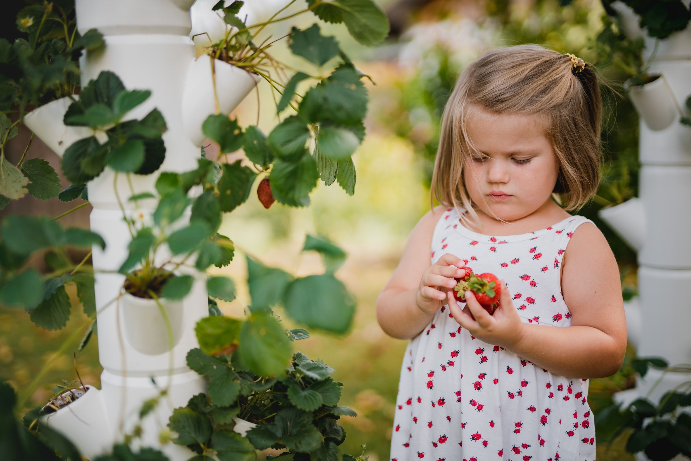 Gusta Garden Pflanzkübel »Sissi Strawberry, Starter mit 4 Etagen«, (4 St.)