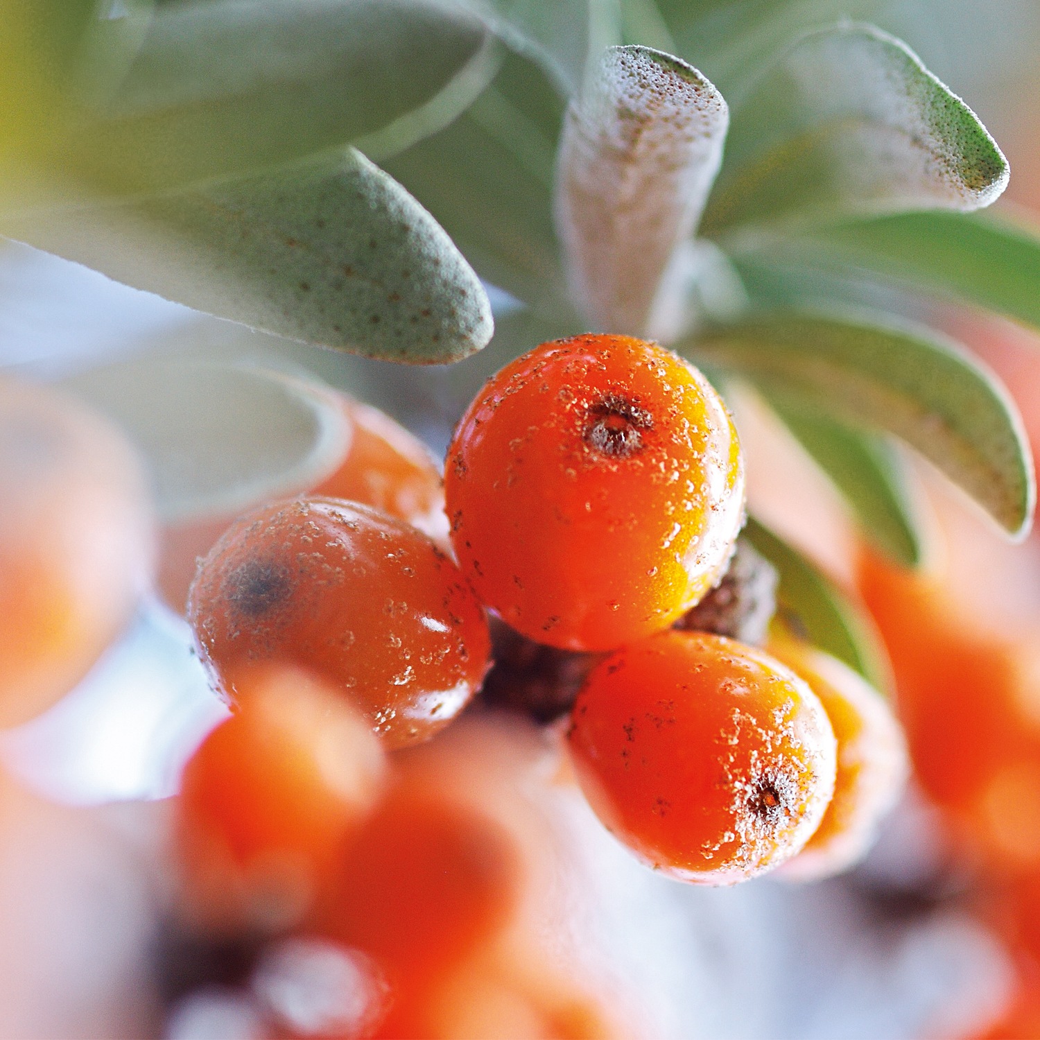 WELEDA Körperöl »Weleda Sanddorn Vitalisierendes Pflege-Öl« pflegt trockene Haut intensiv, bringt spürbare Glätte  der Haut