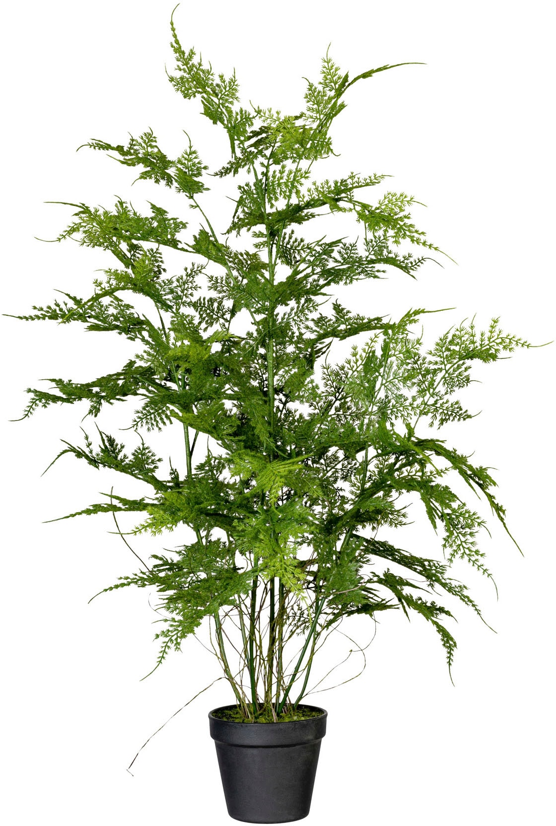 Creativ green Künstliche Zimmerpflanze »Farn Asparagus plumosus« bei OTTO