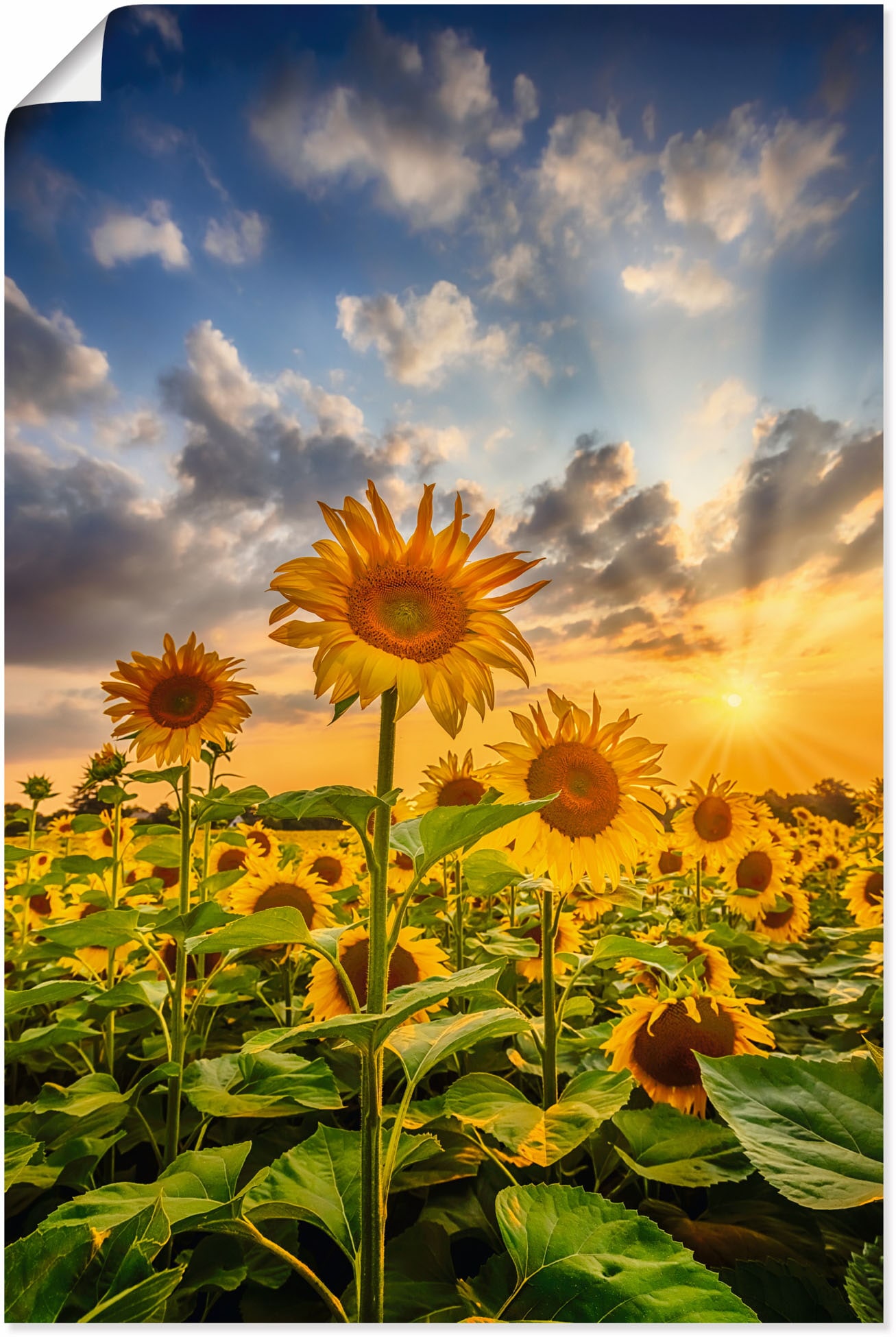 Wandbild »Sonnenblumen im Sonnenuntergang«, Blumenbilder, (1 St.), als Leinwandbild,...