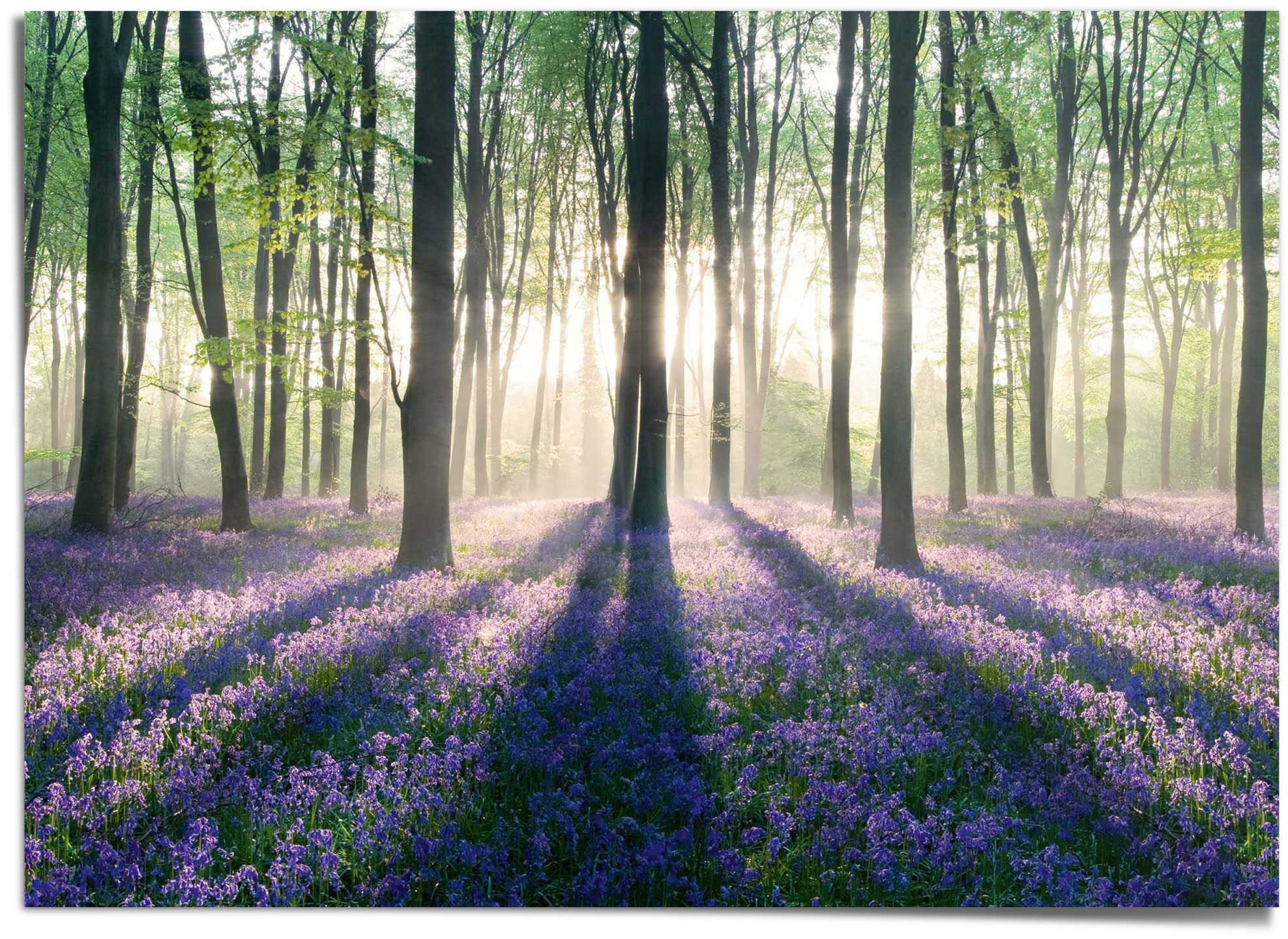 Reinders! Poster »Glockenblumen im Wald«