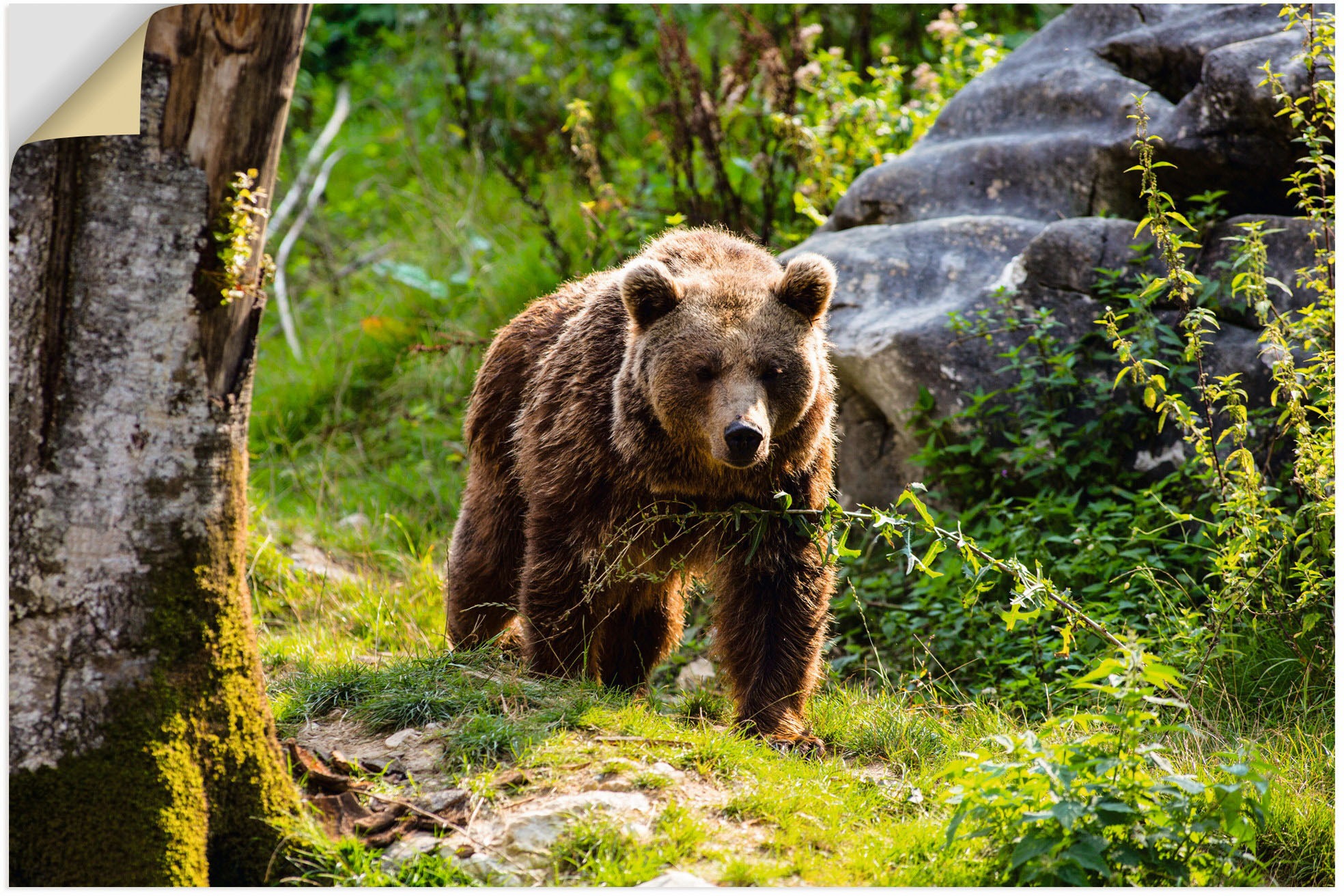 Artland Wandbild »Braunbär auf Wanderung«, Bären, (1 St.), in vielen Größen & Produktarten - Alubild / Outdoorbild für den Außenbereich, Leinwandbild, Poster, Wandaufkleber / Wandtattoo auch für Badezimmer geeignet