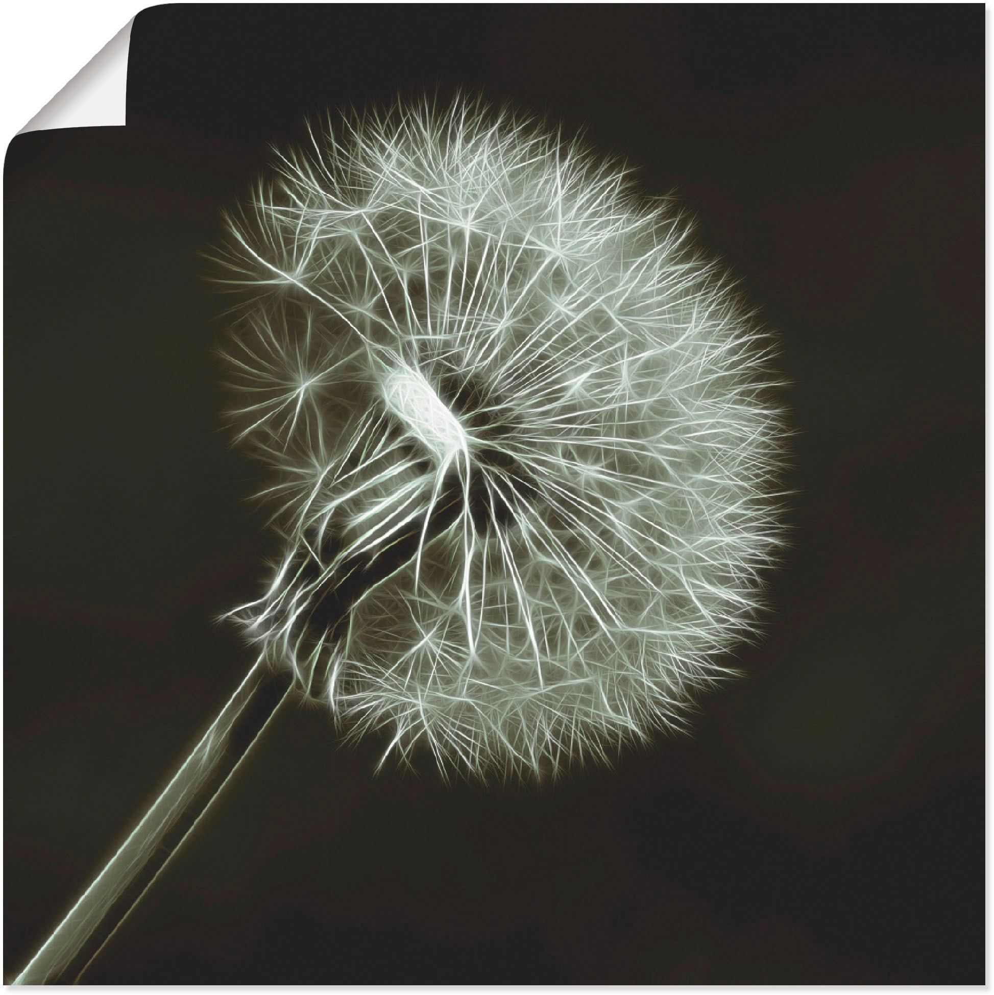 Artland Wandbild »Pusteblume«, (1 Alubild, in als versch. bei online OTTO Blumen, Größen Wandaufkleber Poster oder Leinwandbild, St.)