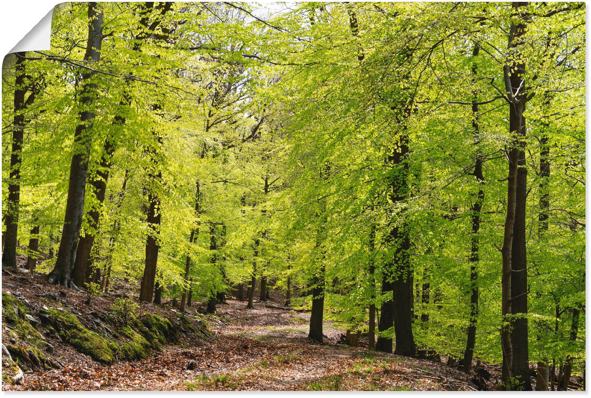 Artland Wandbild »Die Buchen im Frühling«, Wald, (1 St.), als Alubild ...