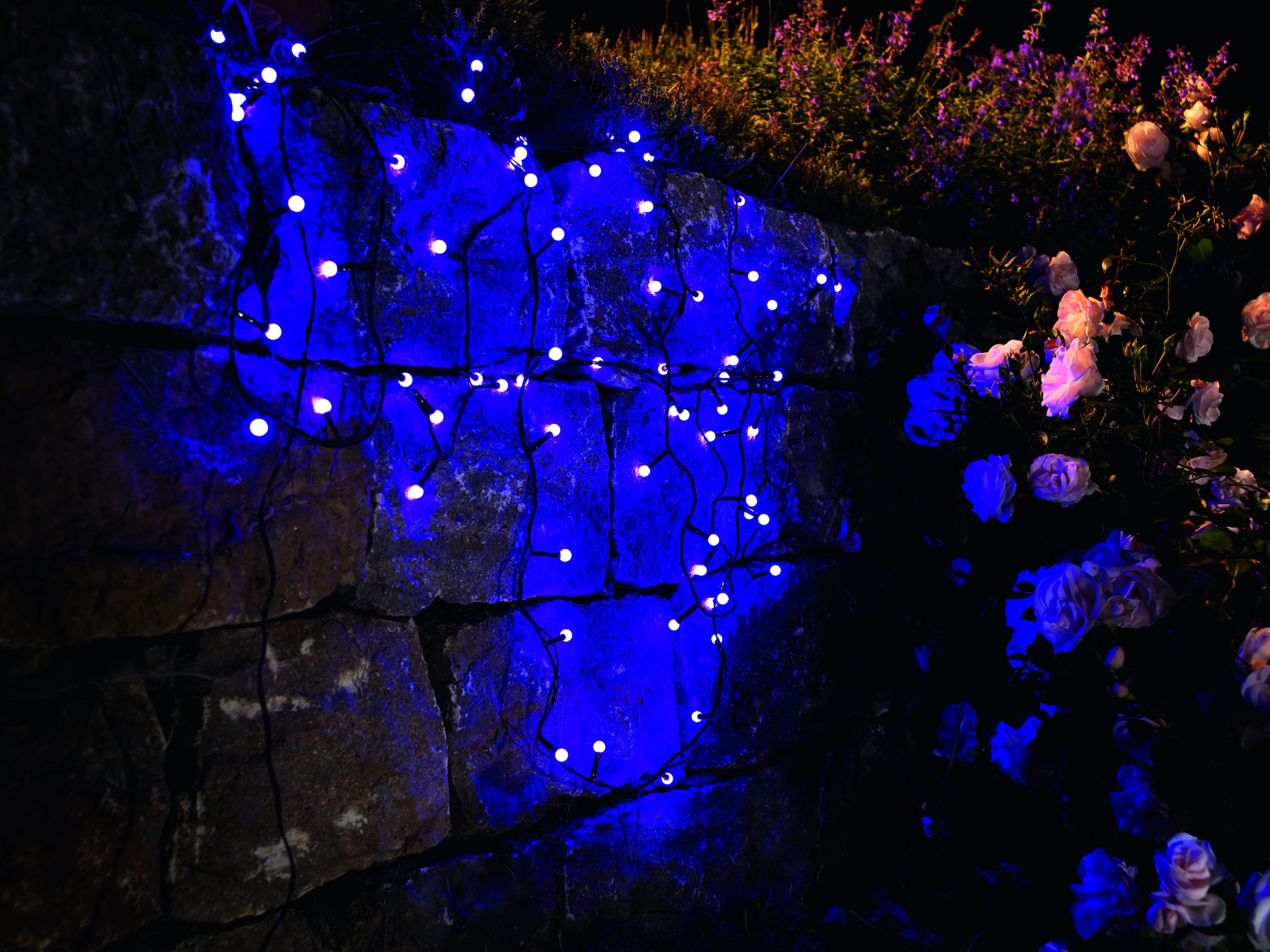 KONSTSMIDE LED-Lichterkette »Weihnachtsdeko aussen«, 80 St.-flammig, LED Globelichterkette, runde Dioden, 80 purpurfarbene Dioden