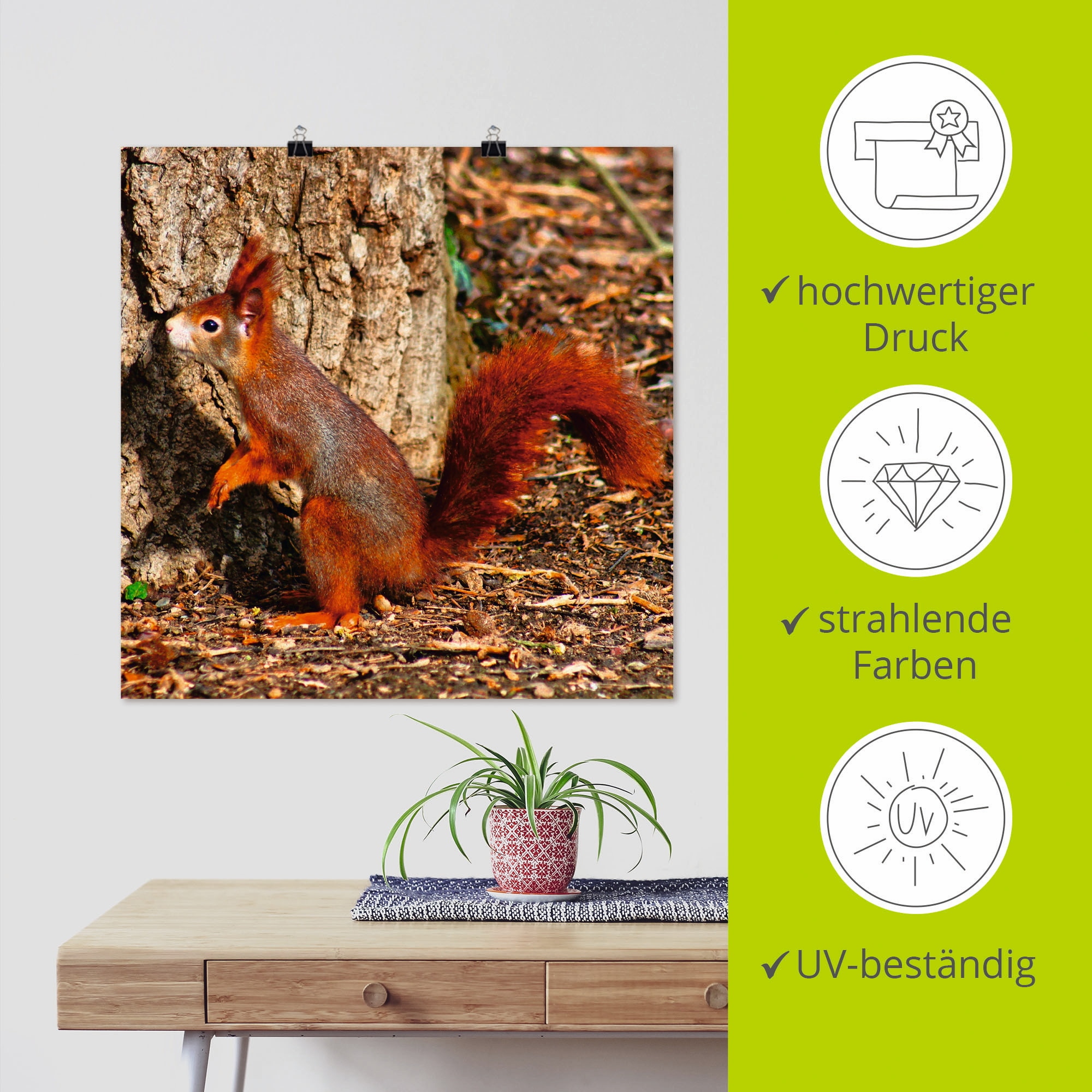 Artland Wandbild »Rotes Eichhörnchen will hoch hinaus«, Wildtiere, (1 St.), als Poster, Wandaufkleber in verschied. Größen