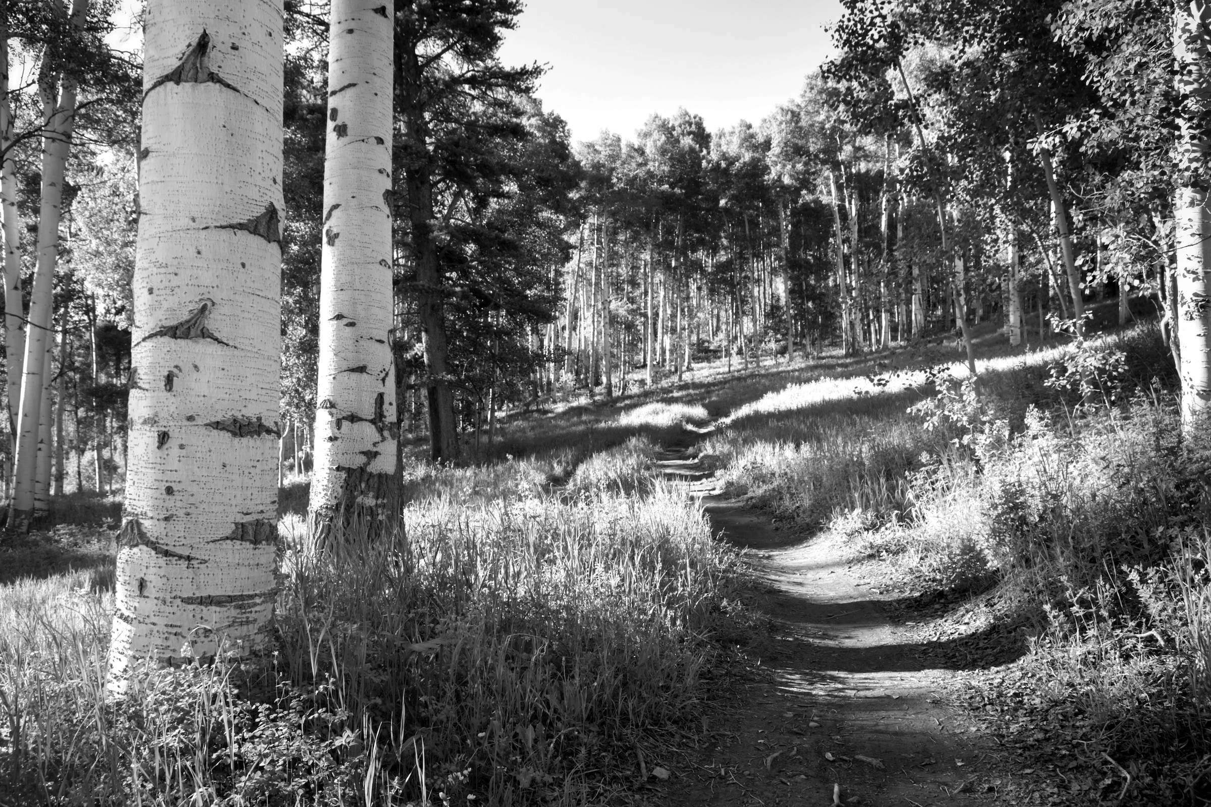 Papermoon Fototapete »Birkenwald Schwarz & Weiß«, Vliestapete, hochwertiger Digitaldruck, inklusive Kleister