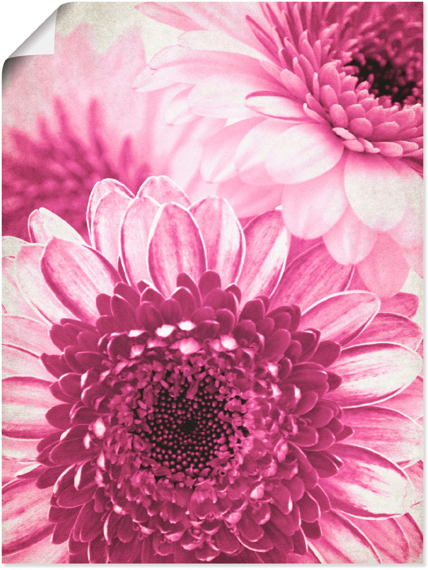 Artland Wandbild »Pinke Gerbera«, Blumen, (1 St.), in vielen Größen & Produktarten -Leinwandbild, Poster, Wandaufkleber / Wandtattoo auch für Badezimmer geeignet