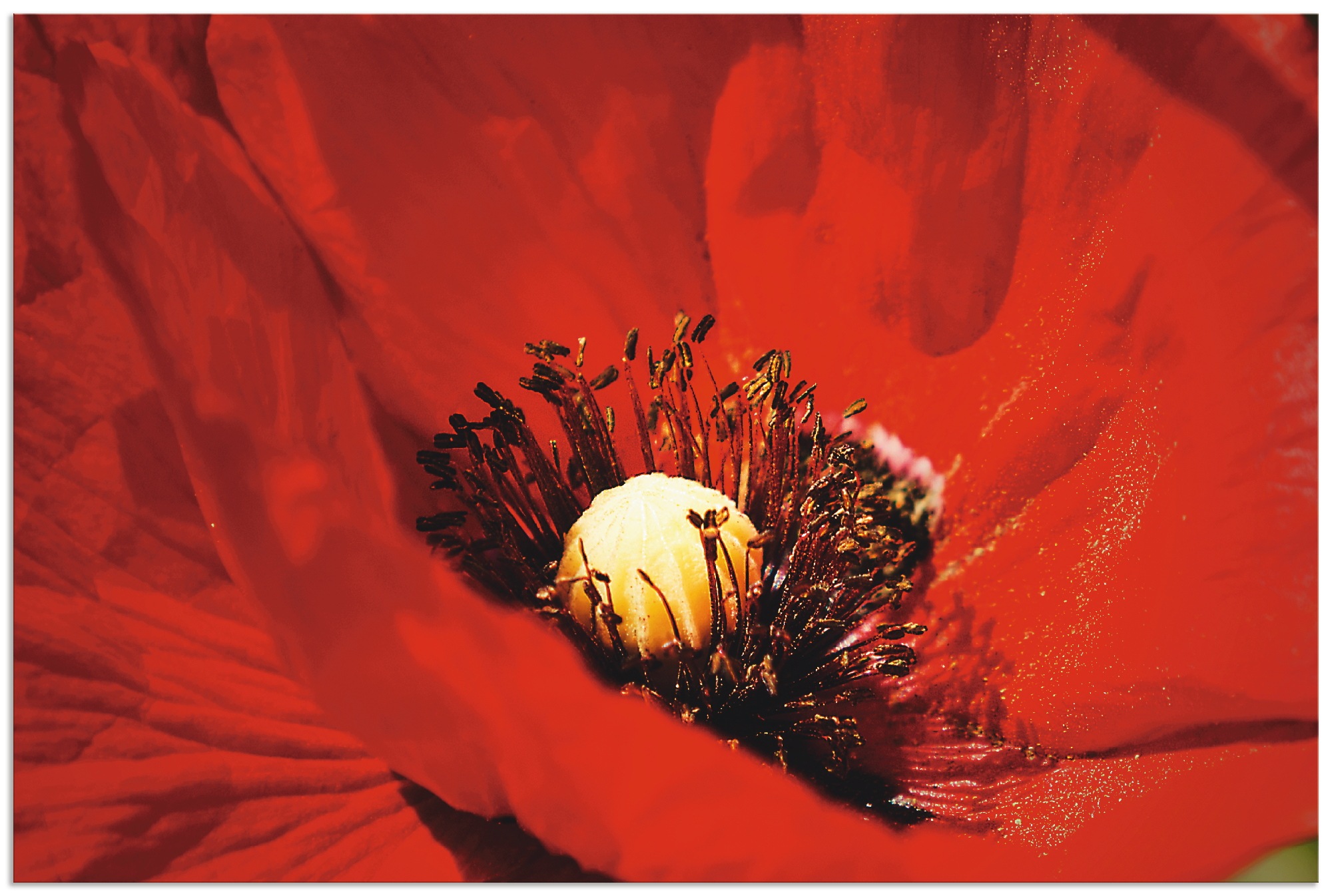 Artland Wandbild »Roter Mohn«, Blumen, (1 St.), in vielen Größen & Produktarten - Alubild / Outdoorbild für den Außenbereich, Leinwandbild, Poster, Wandaufkleber / Wandtattoo auch für Badezimmer geeignet