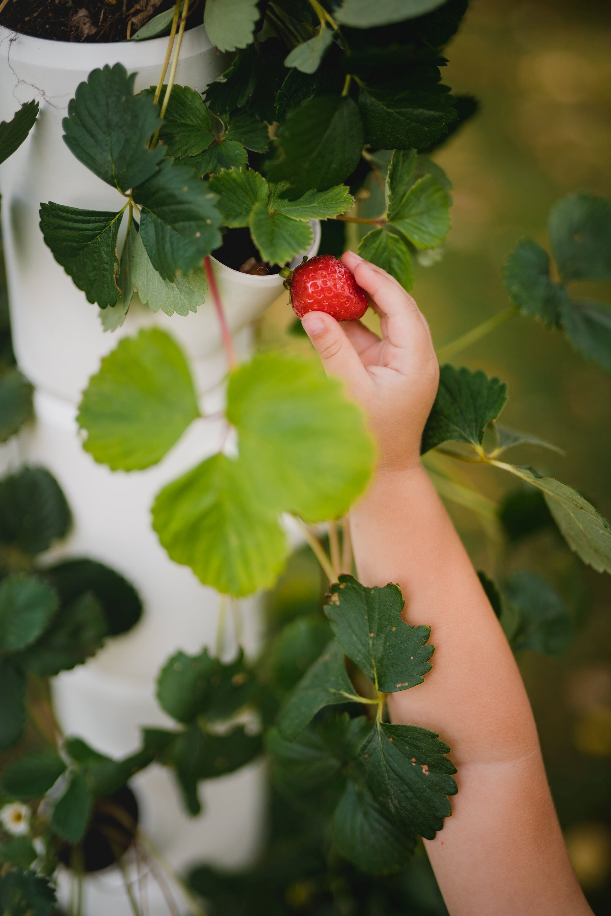Gusta Garden Pflanzkübel »Sissi Strawberry, Starter mit 4 Etagen«, (4 St.)
