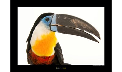 Komar Poster »Channel-billed Toucan«, Tiere, Höhe: 50cm kaufen