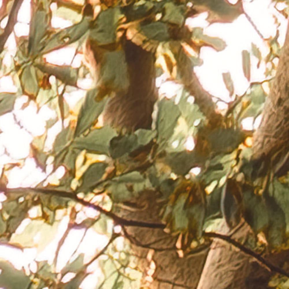 Komar Fototapete »Vlies Fototapete - Bold Birch - Größe 400 x 250 cm« Motiv | bedruckt glatt