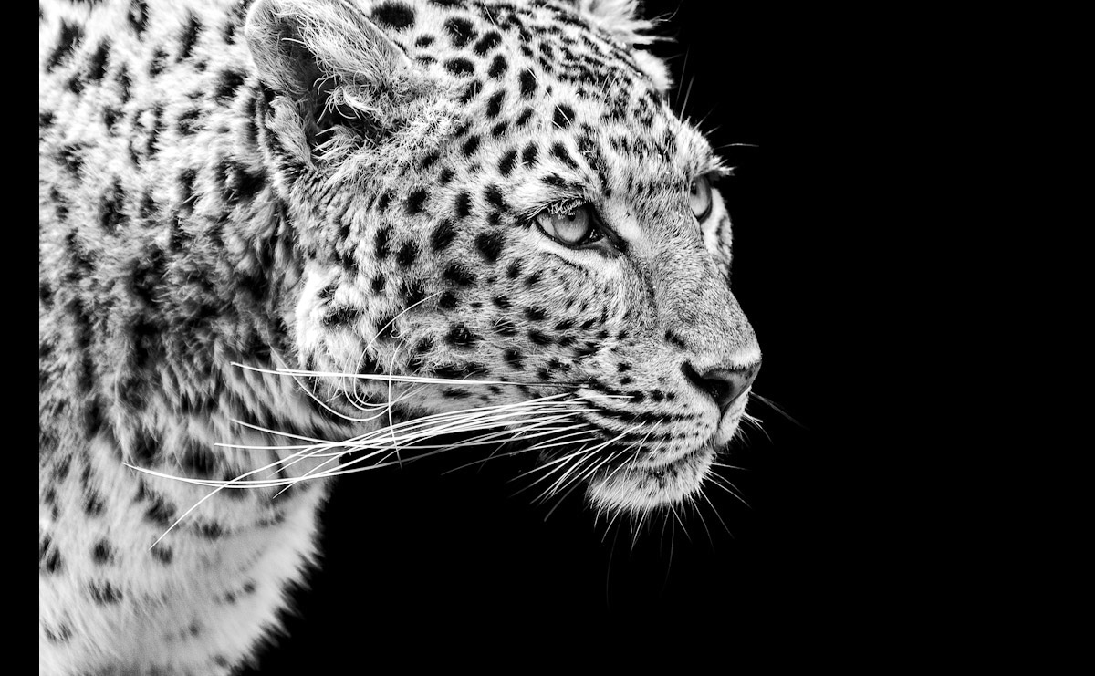 Papermoon Fototapete »Leopard Schwarz & Weiß«