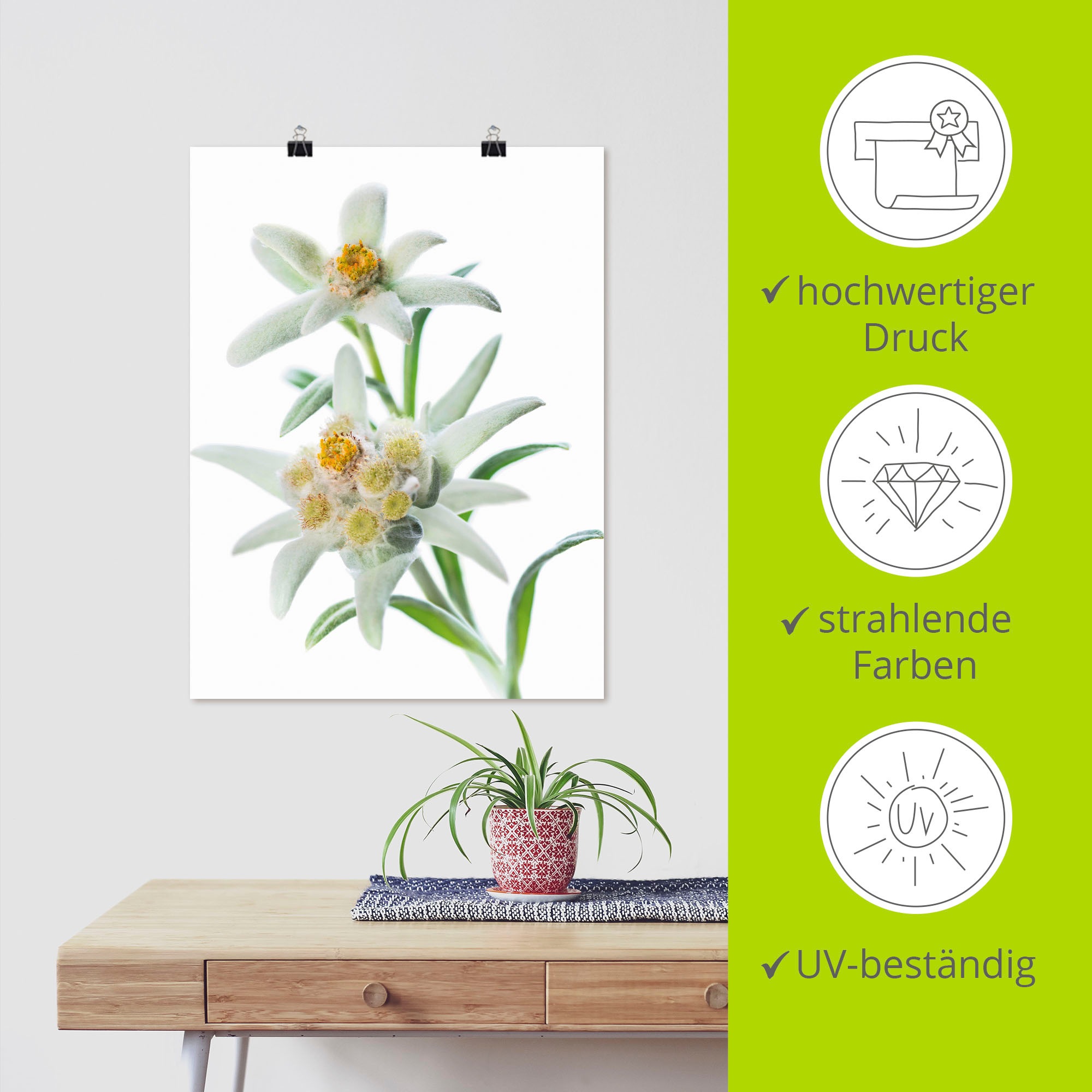 Artland Wandbild »Edelweiss«, Blumen, (1 St.), als Poster, Wandaufkleber in verschied. Größen