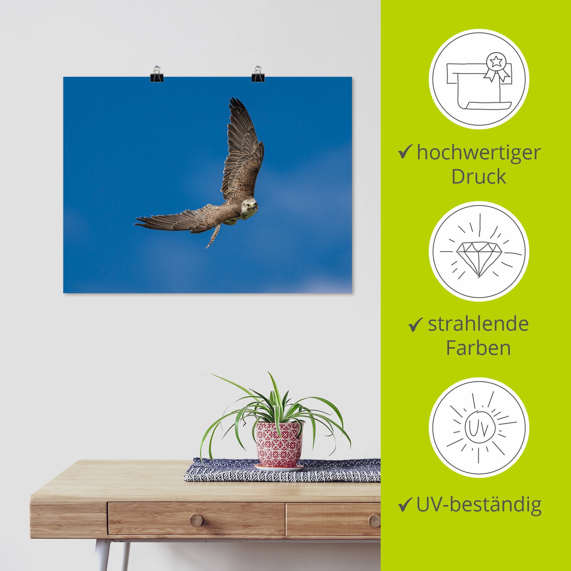 Artland Poster »Der Falke« Vögel 1 Stk. tlg. ohne Rahmen