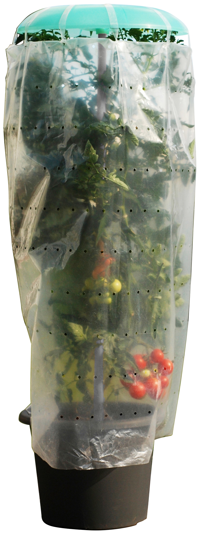 KHW Pflanzenschutzdach »Tomatenhut«, (20 St.), inkl. Stab und Schutzfolie, BxH: 49x120 cm
