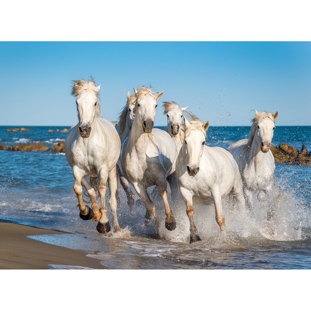 Papermoon Fototapete »Camargue Horses«