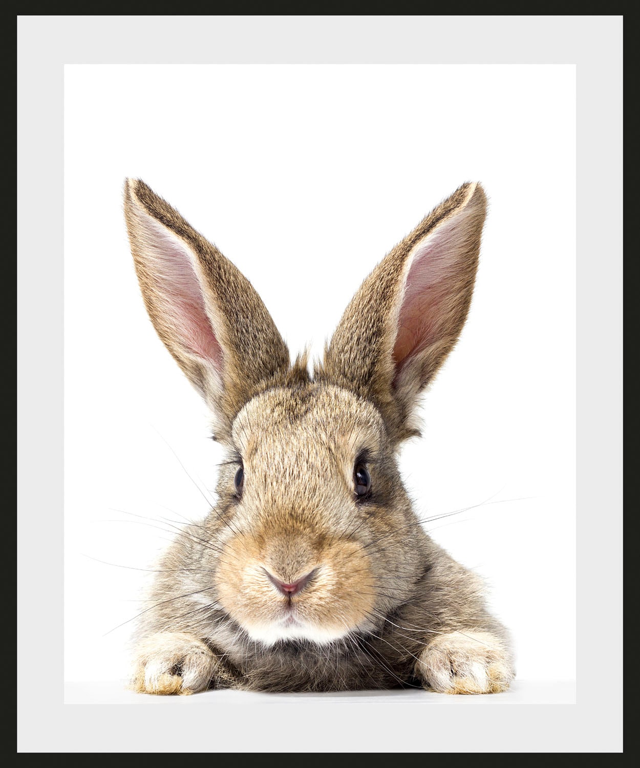 queence Bild »Joona« Foto | Haustiere | Kunst 1 Stk. tlg. HD Premium Poster-Druck inkl. Holzrahmen