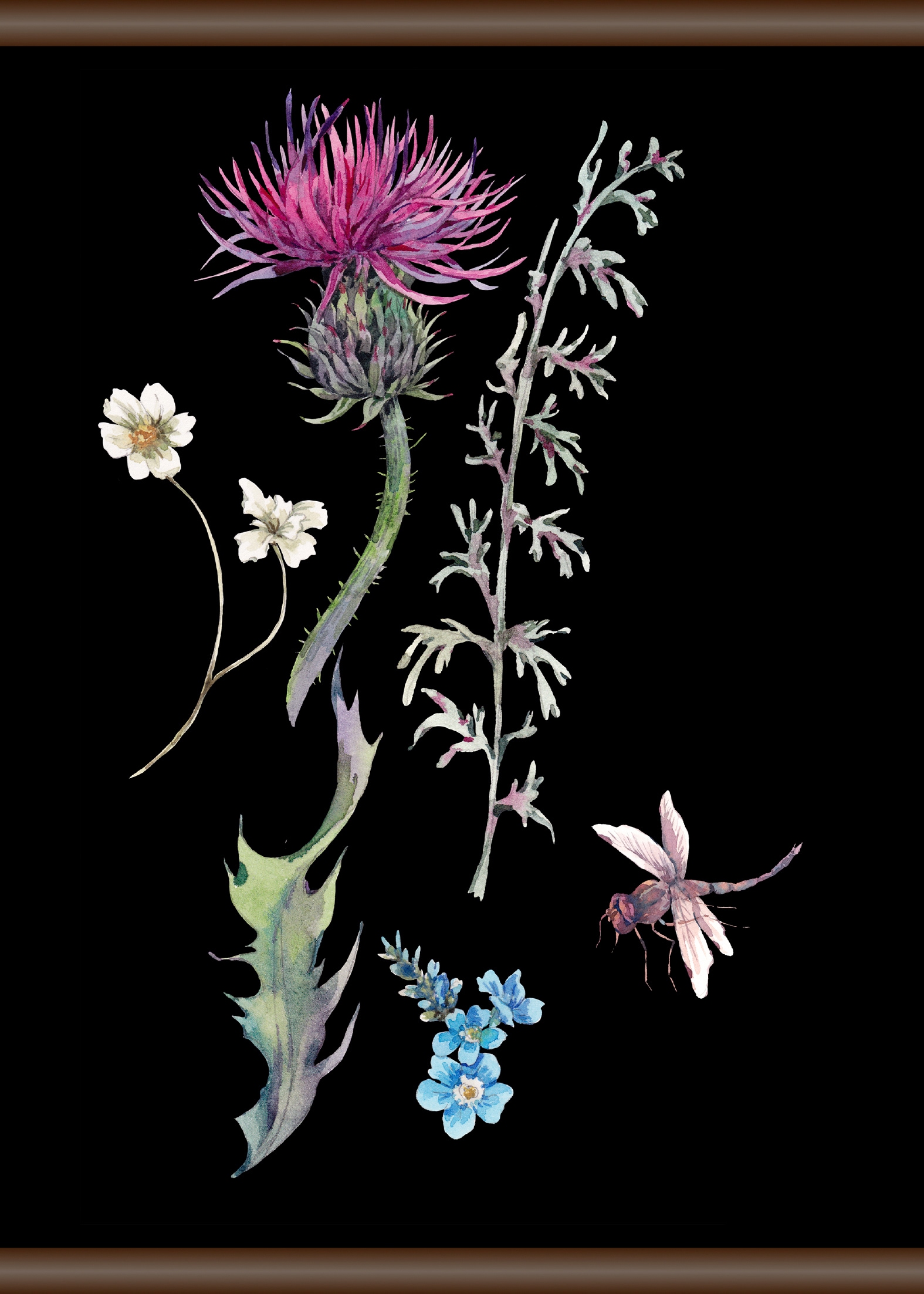 queence Leinwandbild »Pflanzen 50x70 und cm Libellen«, bei online OTTO