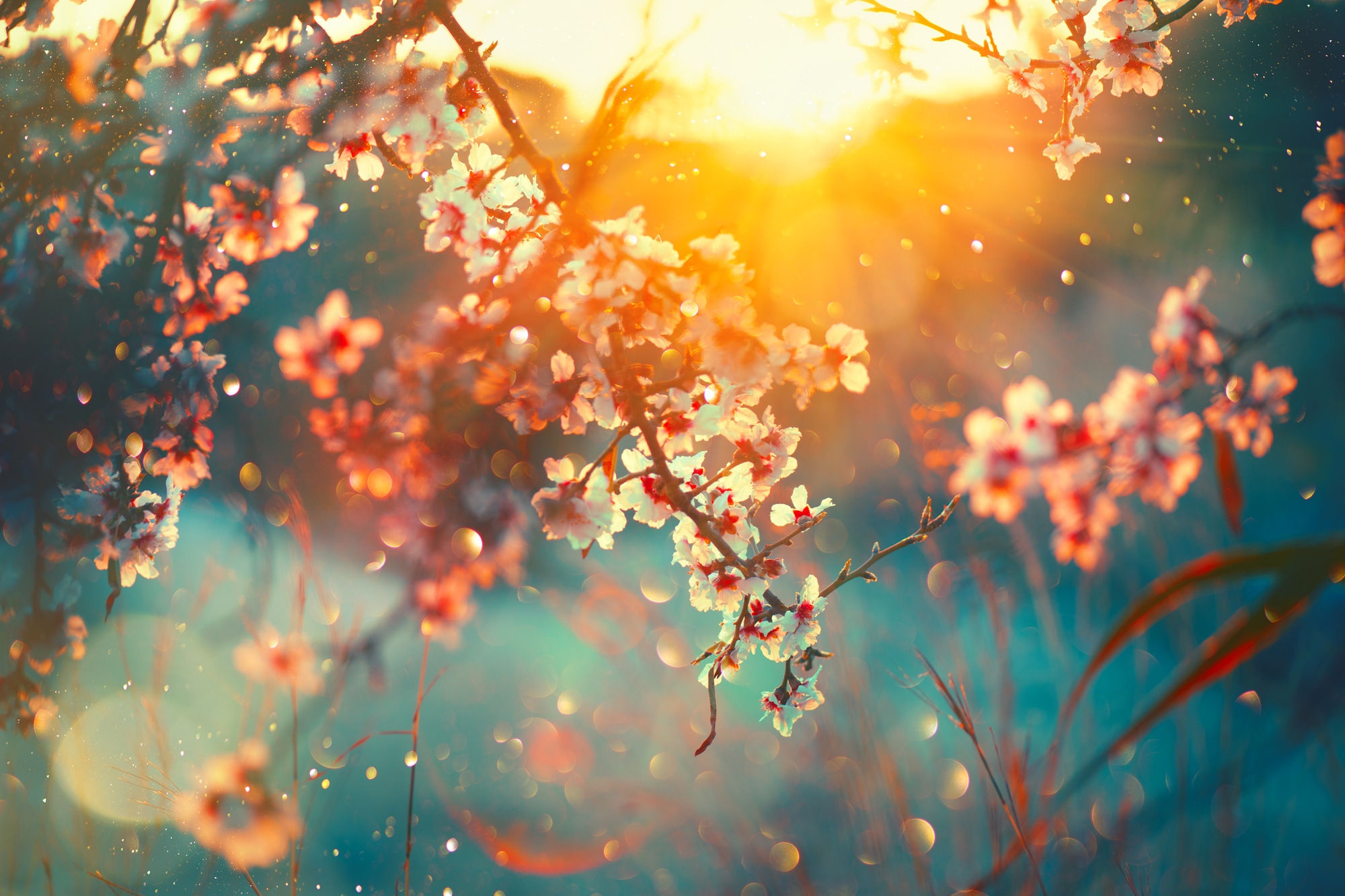 queence Leinwandbild »Cherry Blossom«, Blätter-Blätterbilder-Blumen-Blumenbilder-Bilder vom Sonnenuntergang & -aufgang, (1 St.), Akustikbild mit sehr guten Schallabsorptions-Eigenschaften