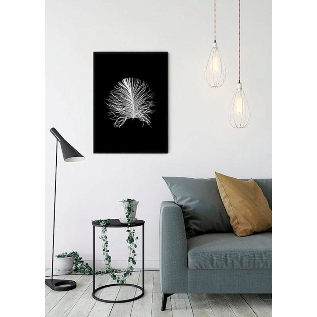 Komar Poster »Feather Black«, Federn, Höhe: 70cm