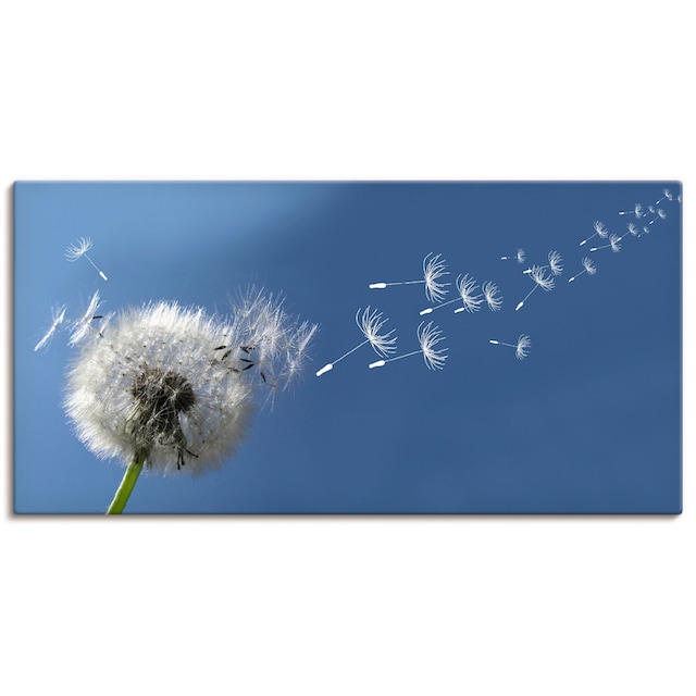 Artland Wandbild »Pusteblume«, Blumen, (1 St.), als Alubild, Leinwandbild,  Wandaufkleber oder Poster in versch. Größen bestellen online bei OTTO