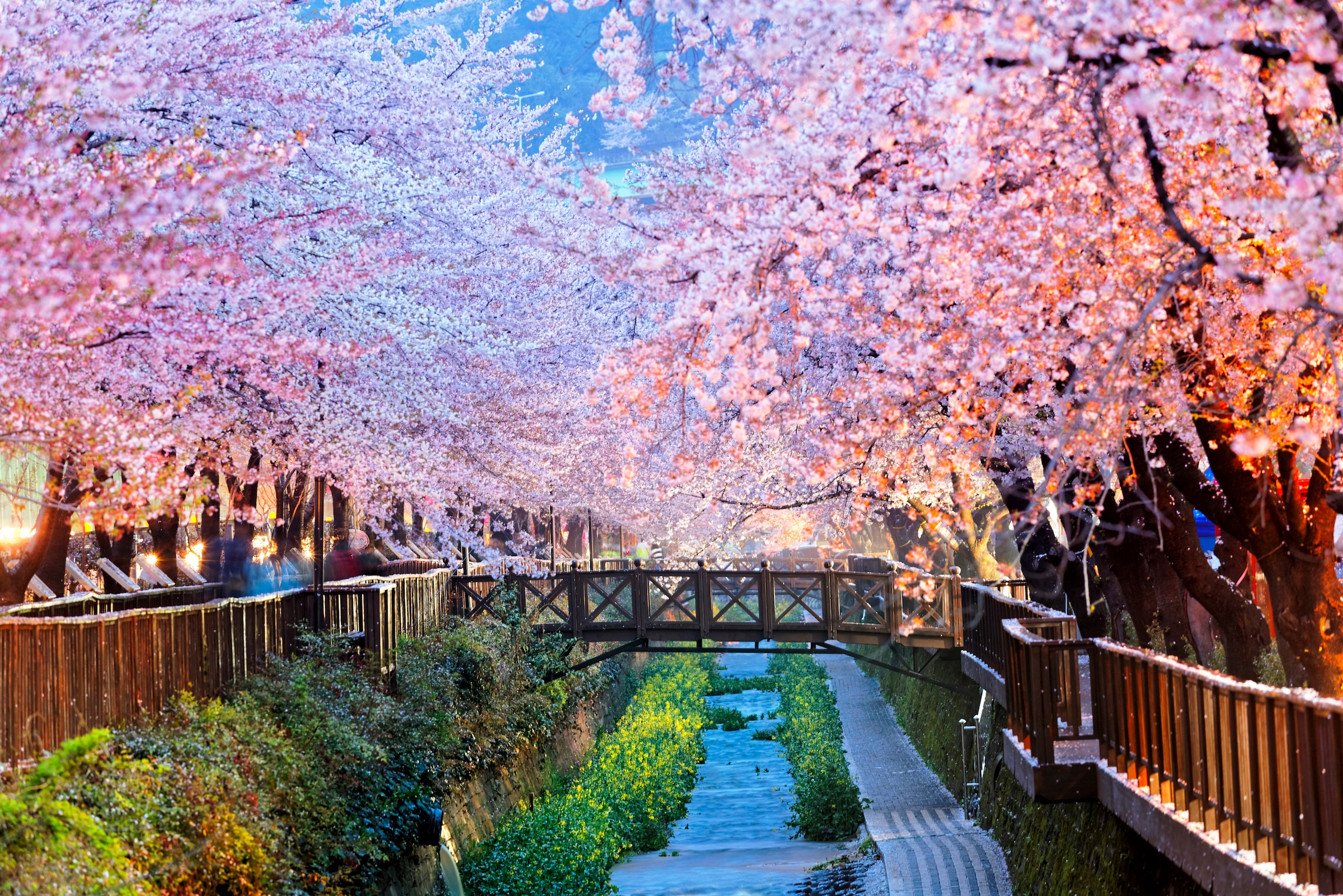 Fototapete »Cherry Blossoms Busan City«