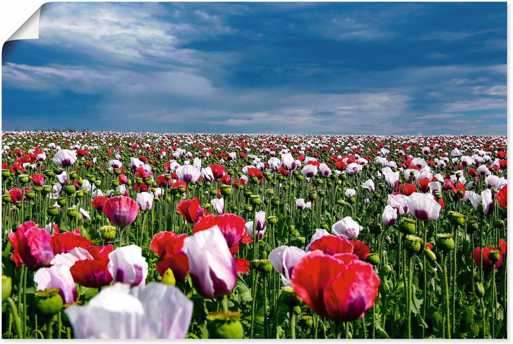 versch. Blumenwiese, oder Alubild, als in Wandaufkleber Wandbild online »Blühende Größen bei Mohnblumen«, Artland (1 Leinwandbild, Poster OTTO St.),