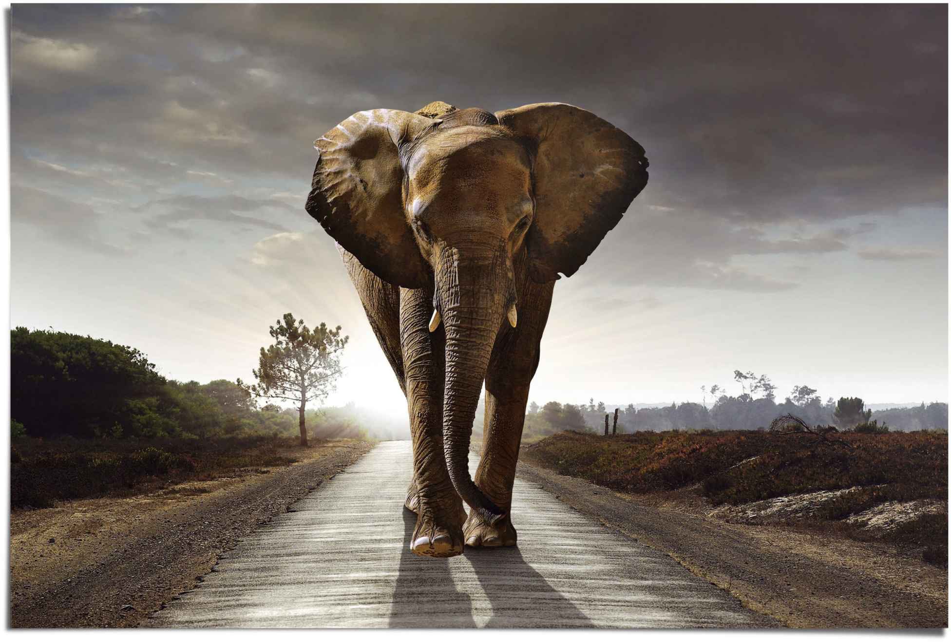 Reinders! Poster »Elefant Wanderung«, (1 St.)
