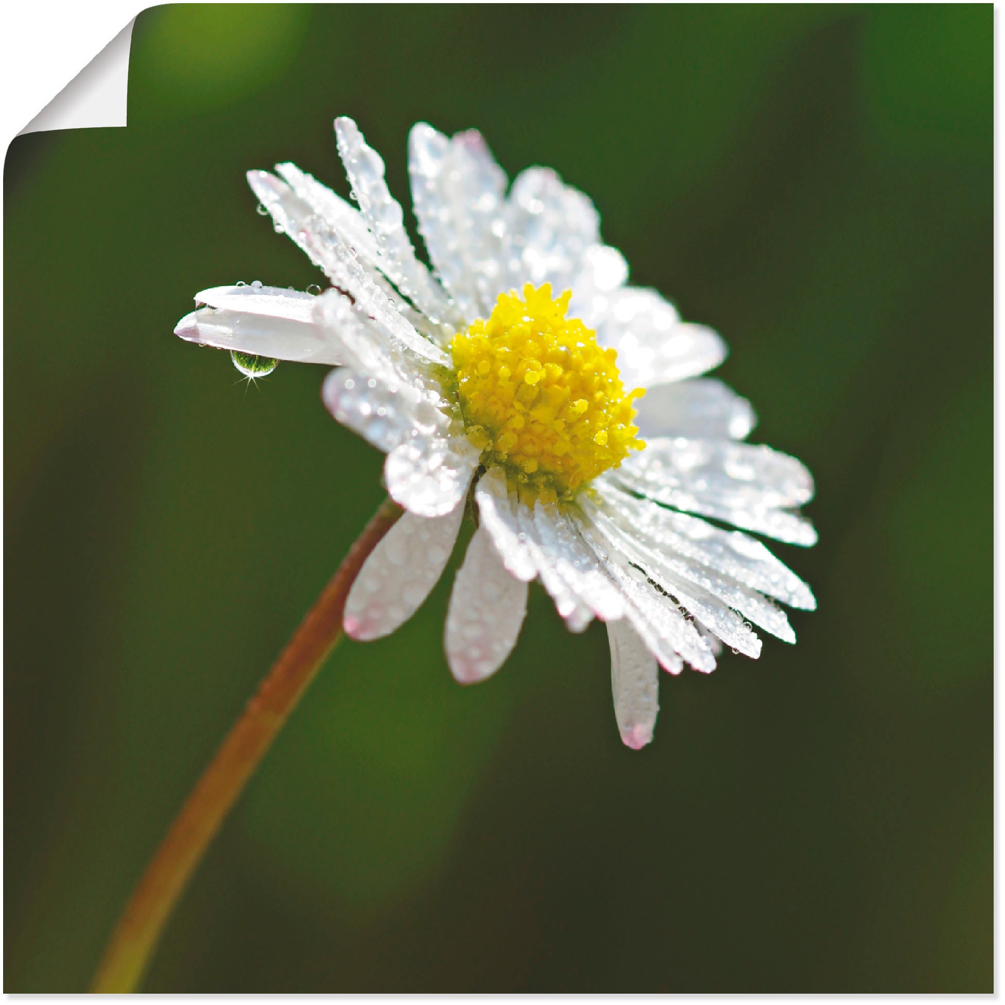 Artland Wandbild »Gänseblümchen«, Blumen, (1 St.), in vielen Größen & Produktarten -Leinwandbild, Poster, Wandaufkleber / Wandtattoo auch für Badezimmer geeignet