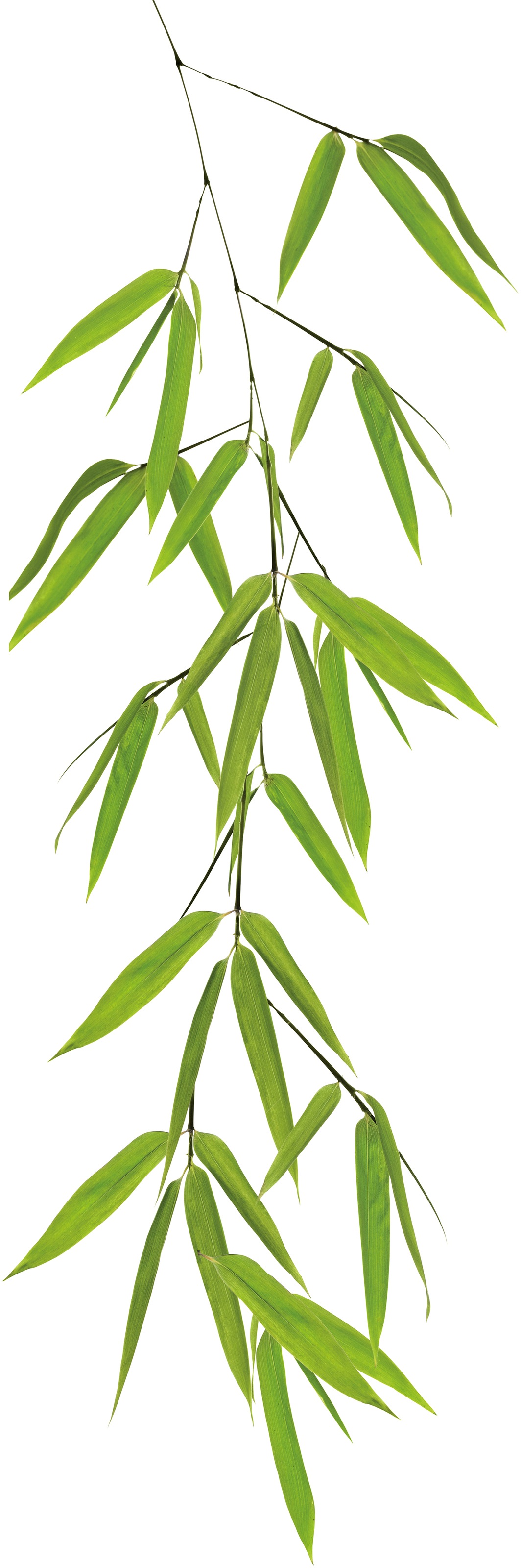 Kleine Wolke Fenstersticker »Bamboo«, für Bad und Dusche