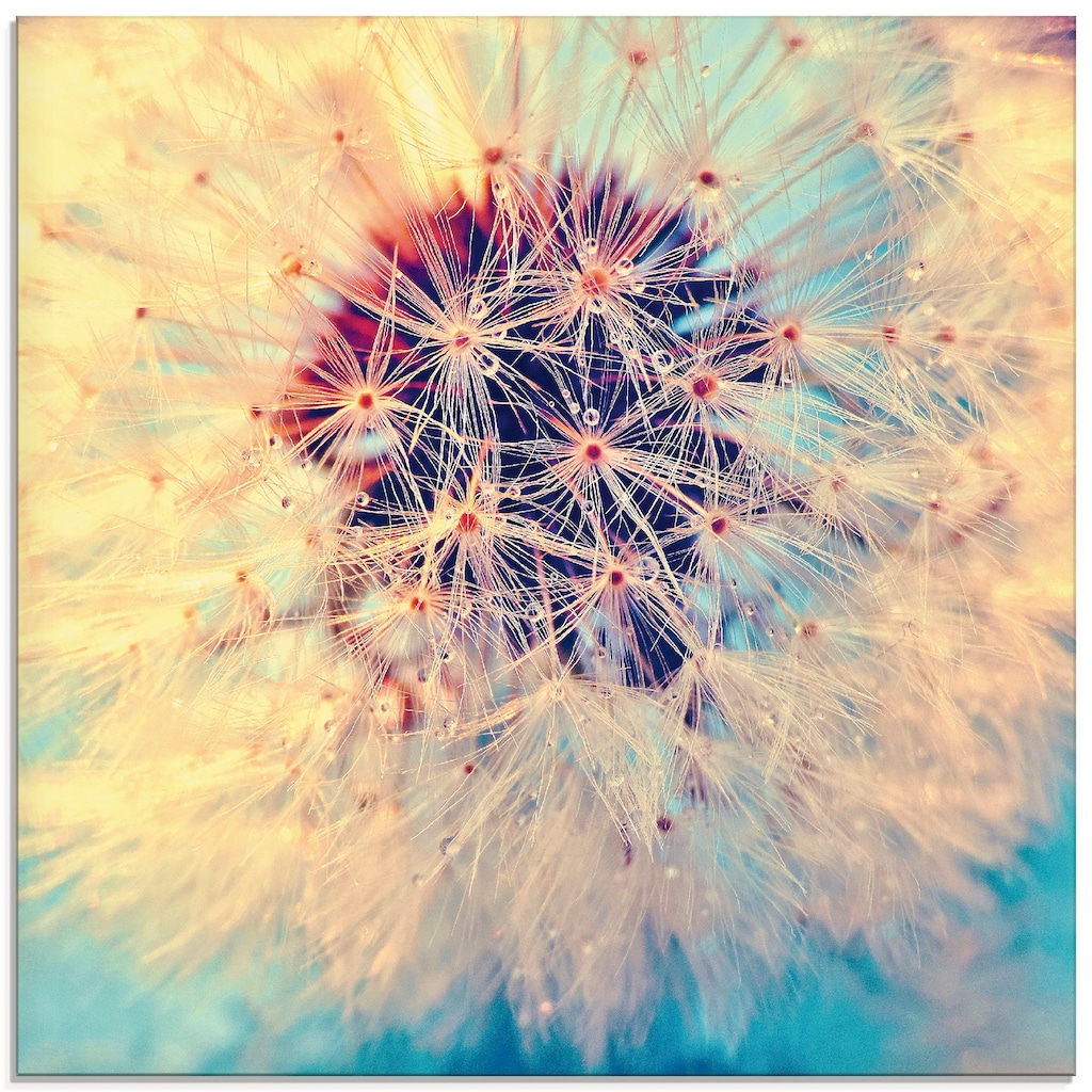 Artland Glasbild »Pusteblume ganz nah«, Blumen, (1 St.)