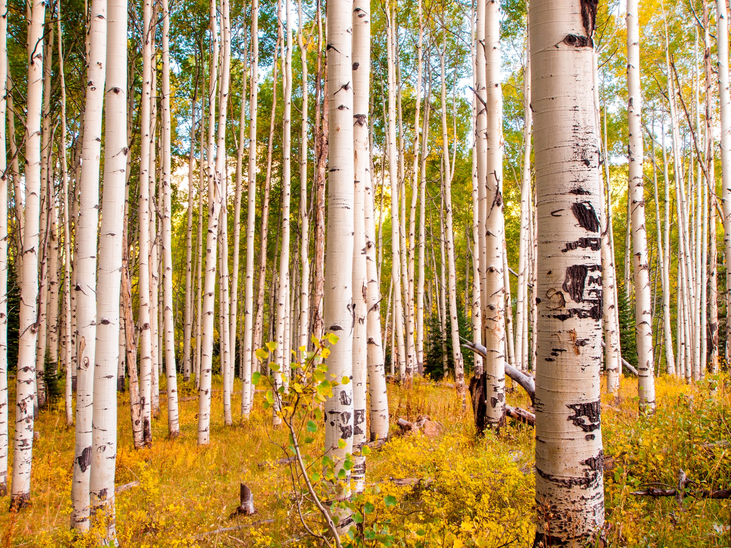 Fototapete »Birches in Colorado Rocky Mountains«