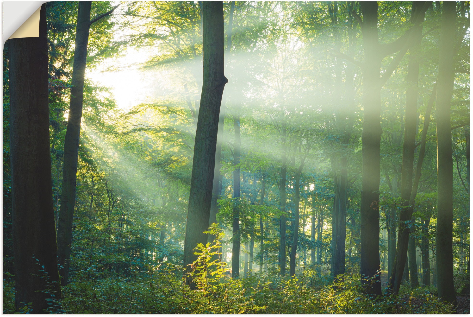 Artland Wandfolie »Licht im Wald«, Waldbilder, (1 St.), selbstklebend