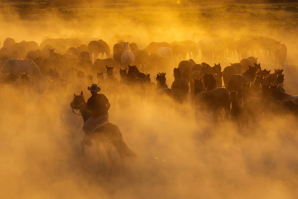 Papermoon Fototapete »Cowboy mit Herde«