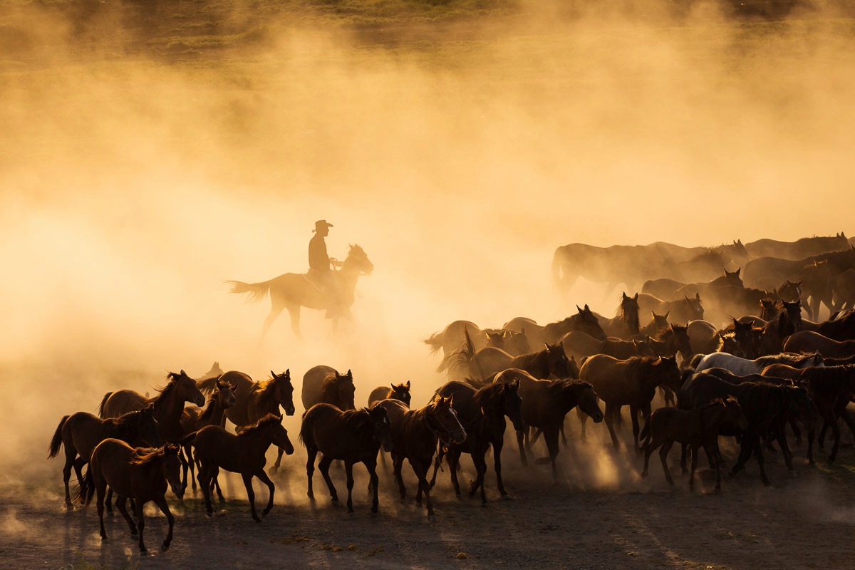 Fototapete »Cowboy mit Herde«