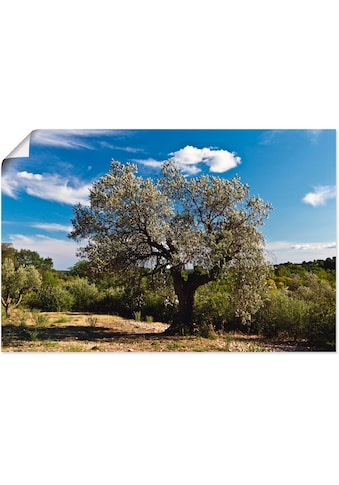 Artland Wandbild »Olivenbaum in Südfrankreich«, Bäume, (1 St.), in vielen Größen &... kaufen