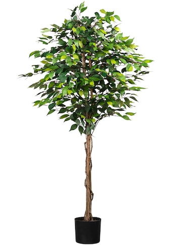 Creativ green Kunstpflanze, (1 St.) kaufen