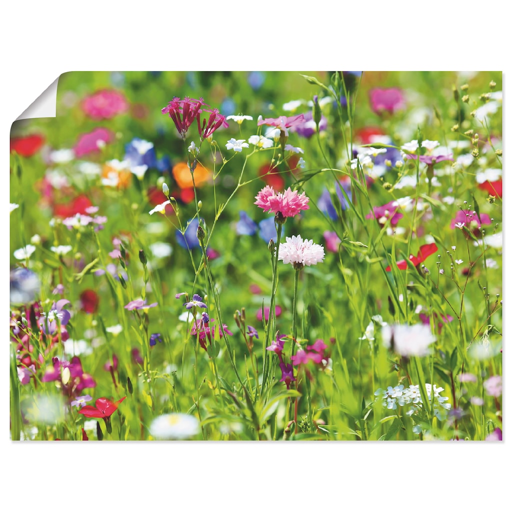 Artland Wandbild »Blumenwiese I«, Blumenwiese, (1 St.)