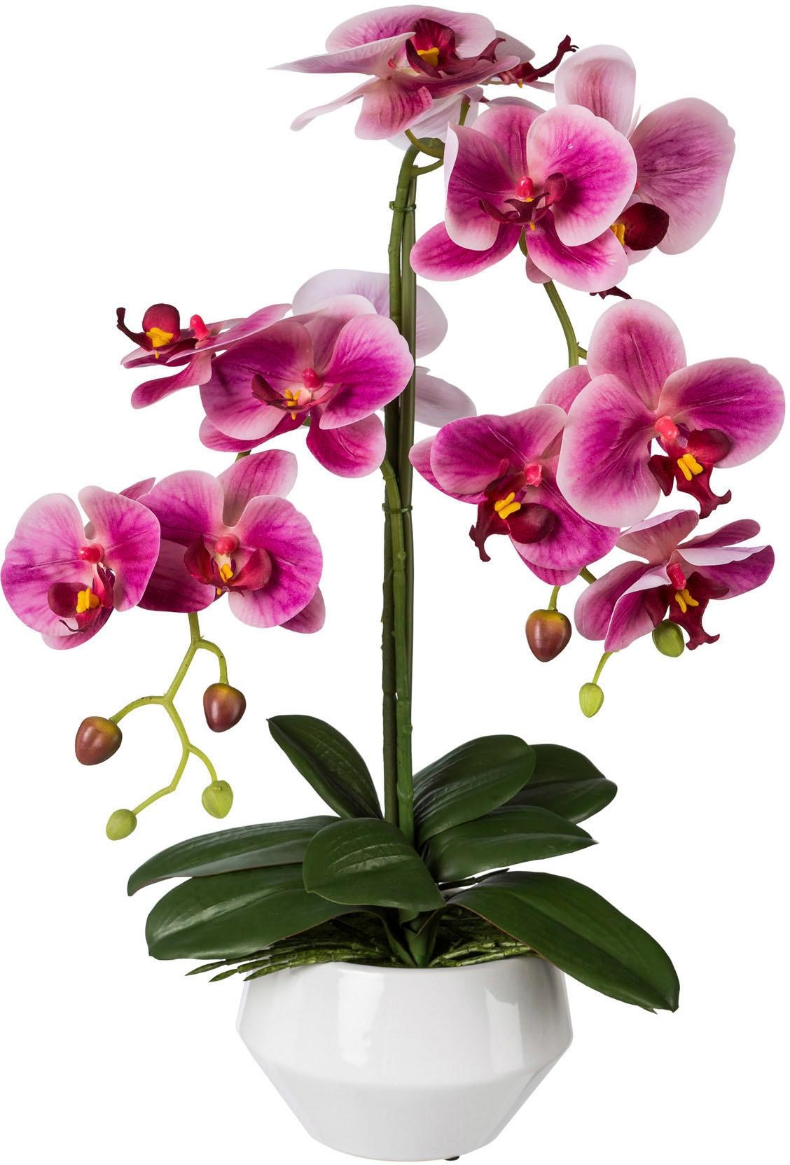 Creativ green Kunstorchidee »Phalaenopsis«, (1 St.), im Keramikschiff  bestellen online bei OTTO