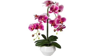 Creativ green Kunstorchidee »Phalaenopsis«, (1 St.), im Keramikschiff  bestellen online bei OTTO