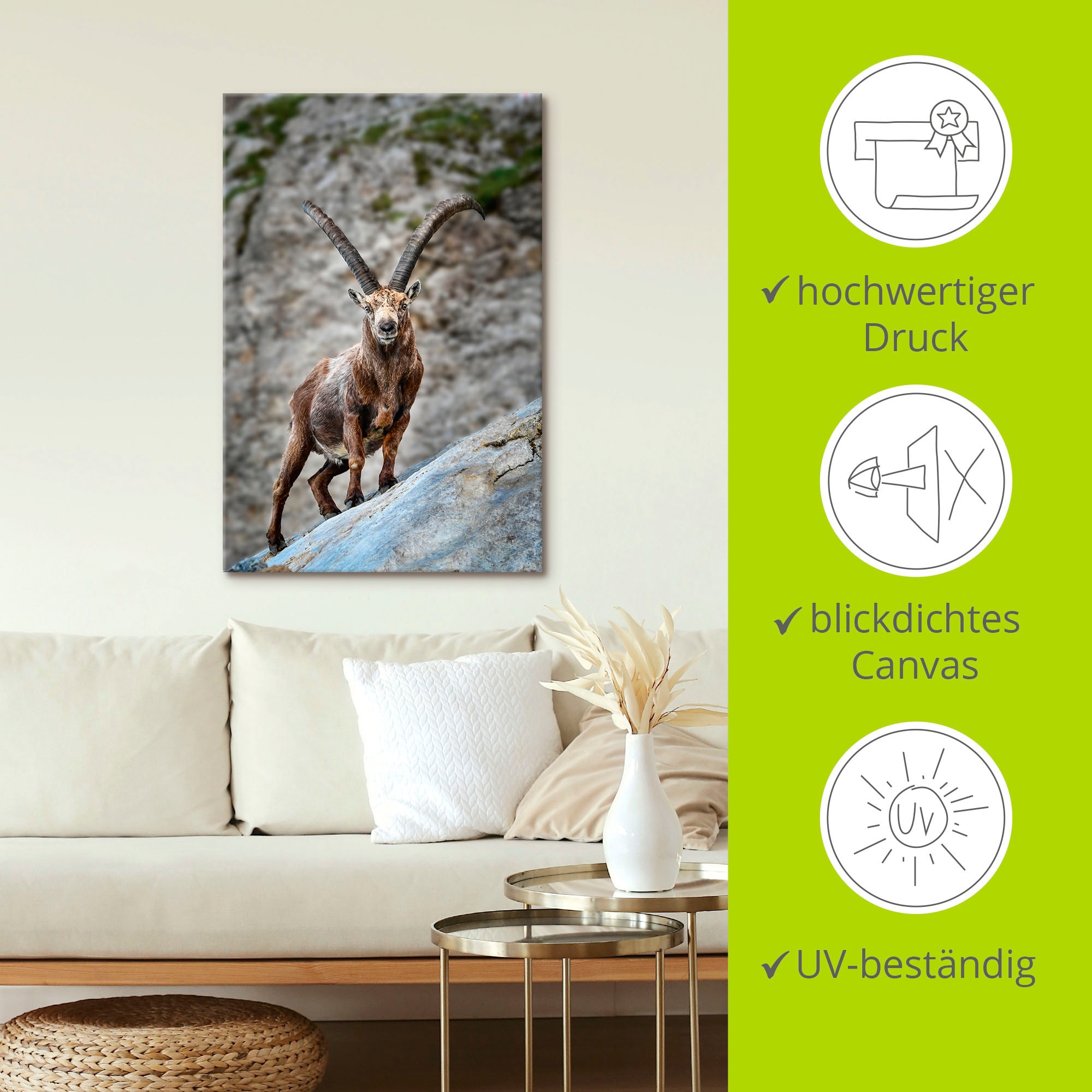 (1 in Hörnern«, Poster versch. Größen bestellen OTTO Artland St.), »Steinbock Alubild, Wandbild als mit Ziegen, Wandaufkleber bei oder großen Leinwandbild,