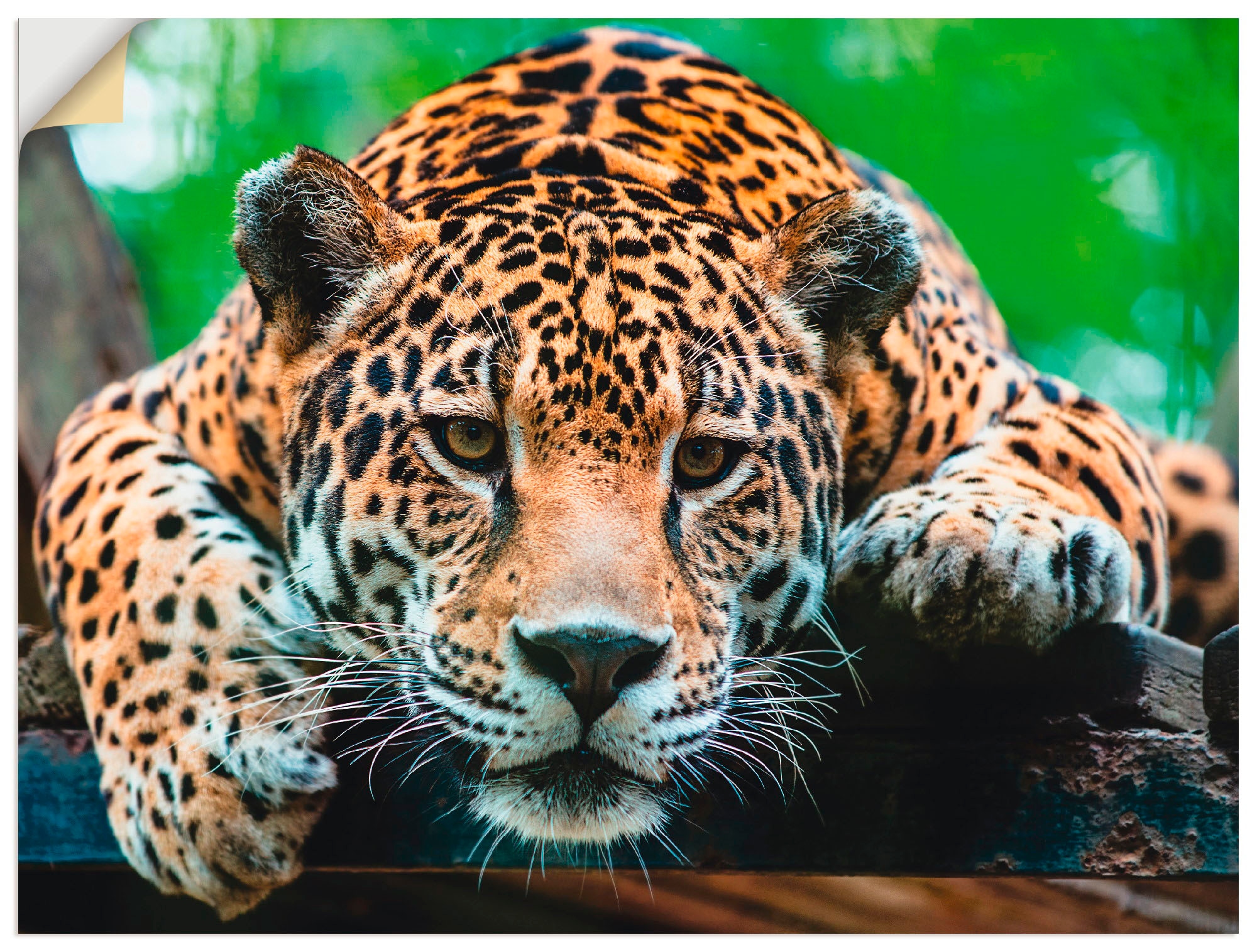Wandbild »Südamerikanischer Jaguar«, Wildtiere, (1 St.), als Alubild, Outdoorbild,...