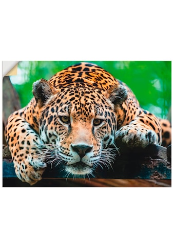 Wandbild »Südamerikanischer Jaguar«, Wildtiere, (1 St.)
