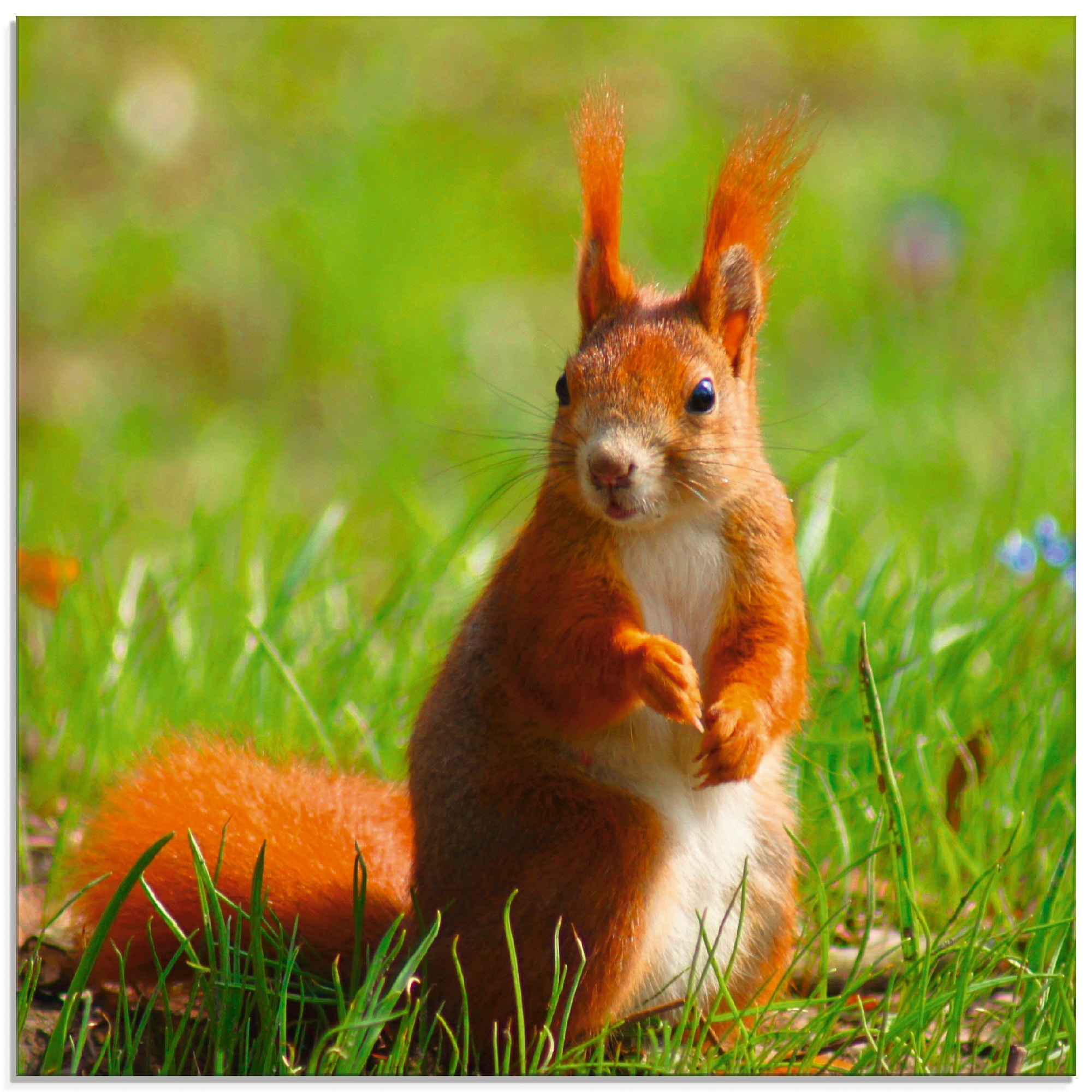 OTTO (1 Online Glasbild Artland »Eichhörnchen verschiedenen in Shop kaufen St.), Größen Wildtiere, Kontakt«, im