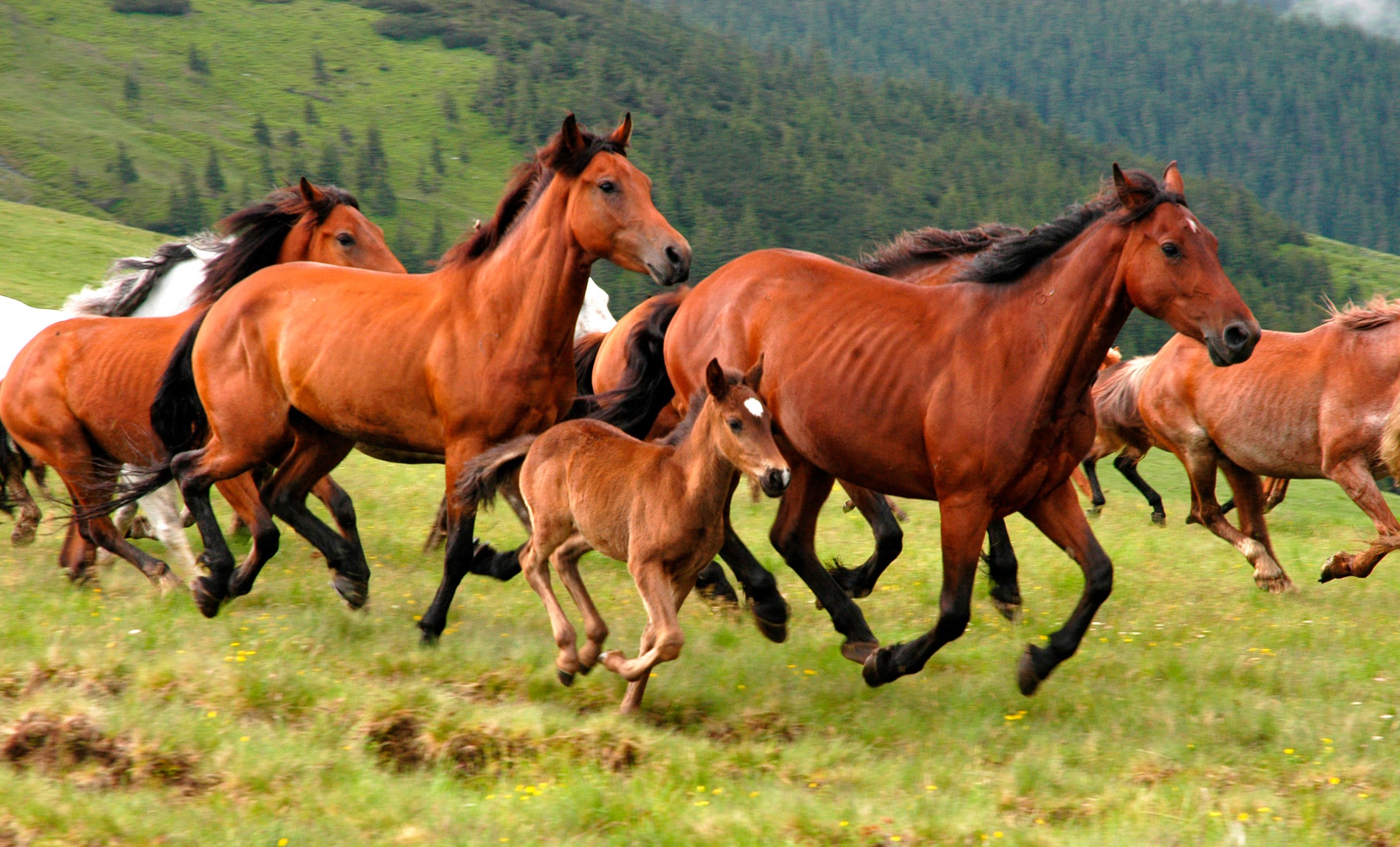 Papermoon Fototapete »Wild Horses«